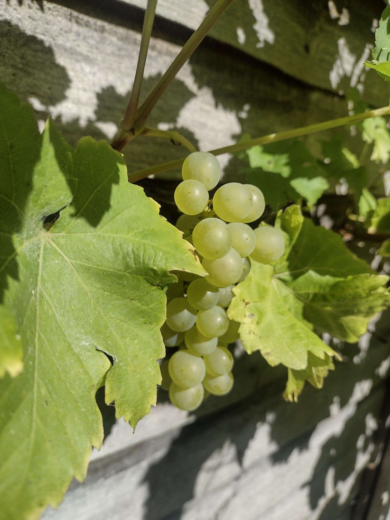 A bunch of green grapes growing on a vine with a garden fence behind.