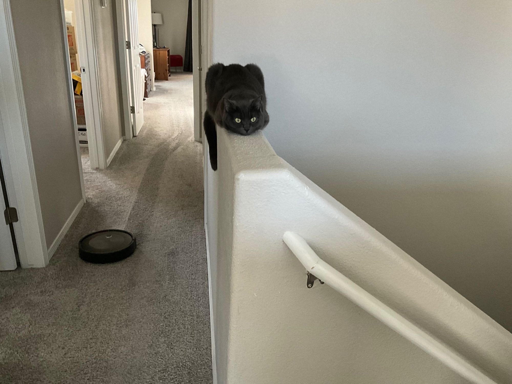 A cat sits atop a white wall separating the stairwell below from an upstairs hallway. To the left of the wall a roomba cleans the floor. The cat lay in loaf form staring forward in as if she feels helpless to defeat the Roomba.