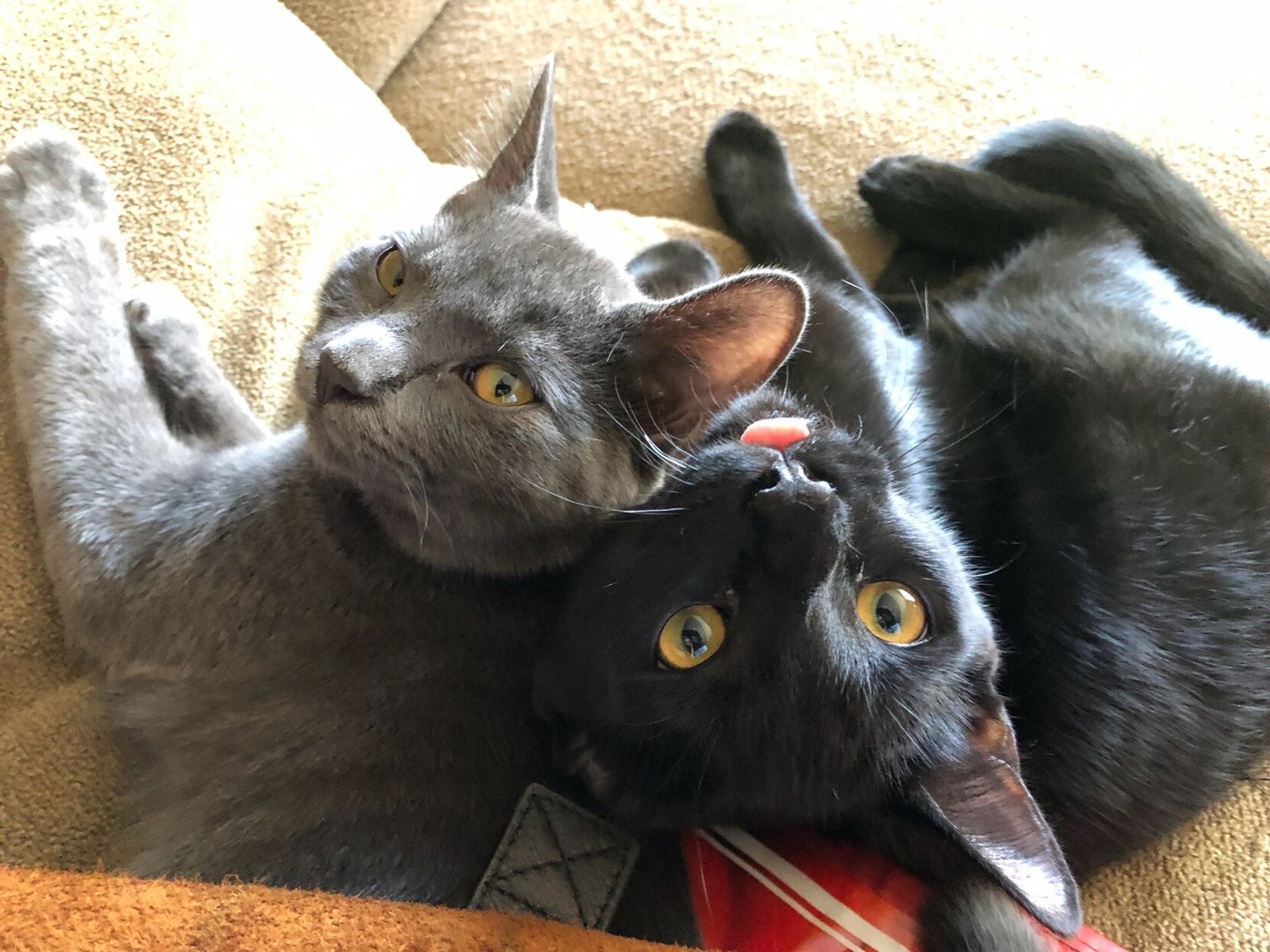 A grey cat and a black cat lay on a couch, staring up at the camera. Their bodies are coming from different directions. The grey cat looks tough at the camera. The black cat’s head is upside down, with its tongue out.