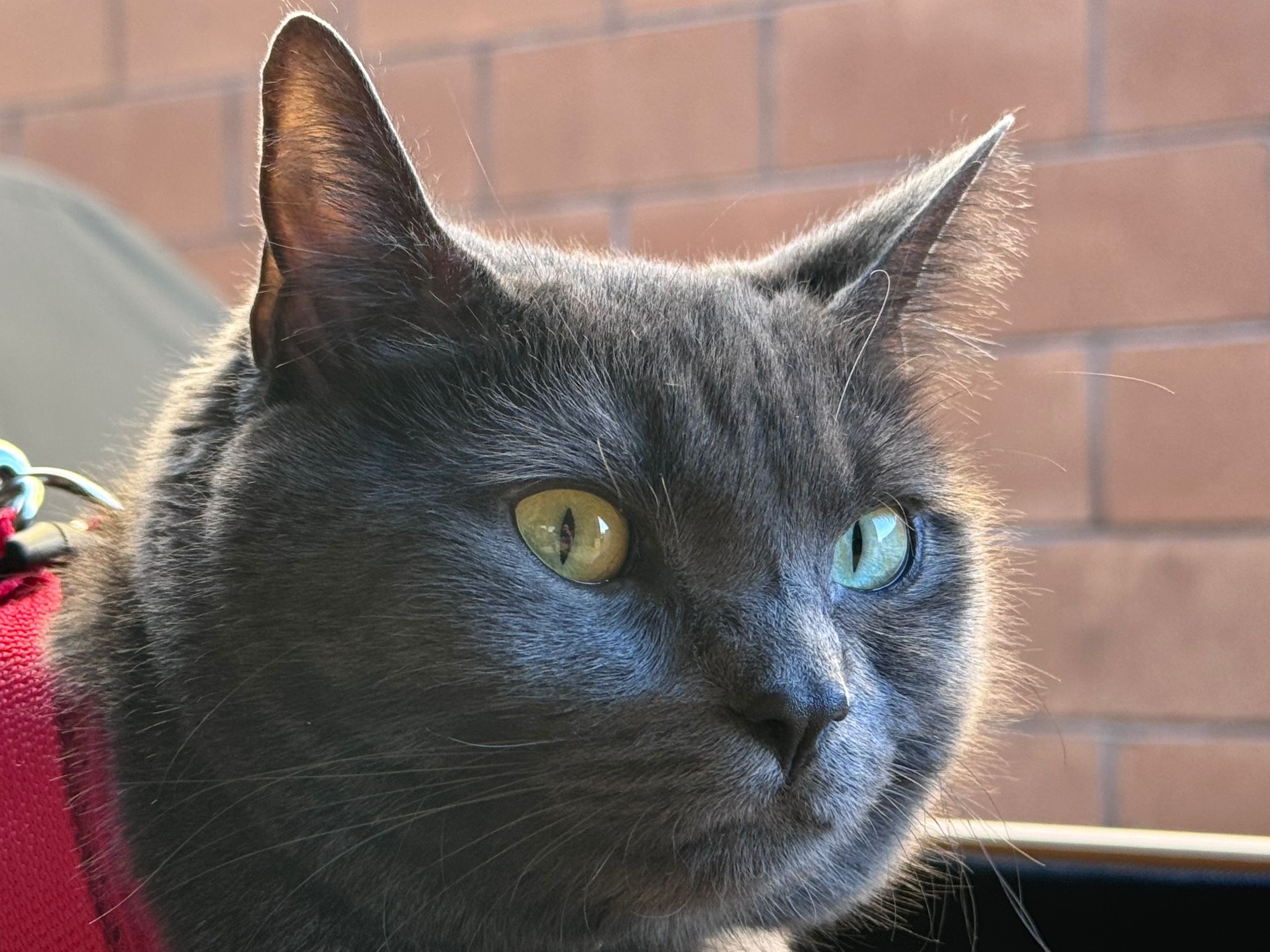 A grey cat with green eyes looks contemplatively at the camera.