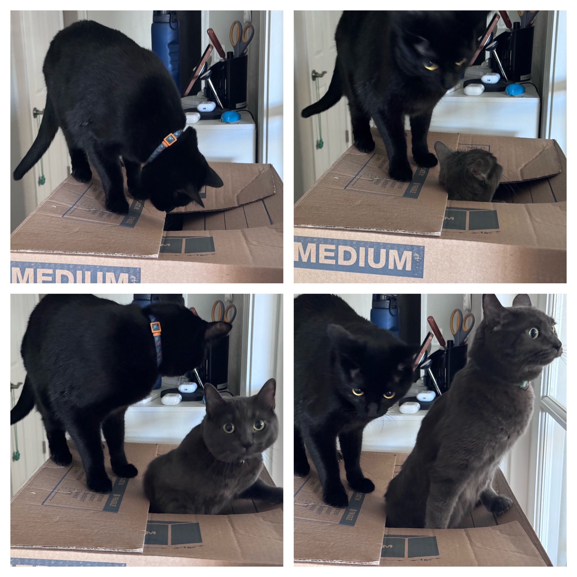 A four-panel series of photos:
1. A black cat on a cardboard box stares in a hole created by the box's flaps.
2. The black cat pulls his head back because a grey cat's head pokes out of the hole.
3. The black cat looks around for another place to stand as the grey cat pulls her head and shoulders out of the hole; she stares at the camera.
4. The black cat looks forward, still looking for a stable place to stand, as the grey cat pulls the rest of her torso out of the hole.