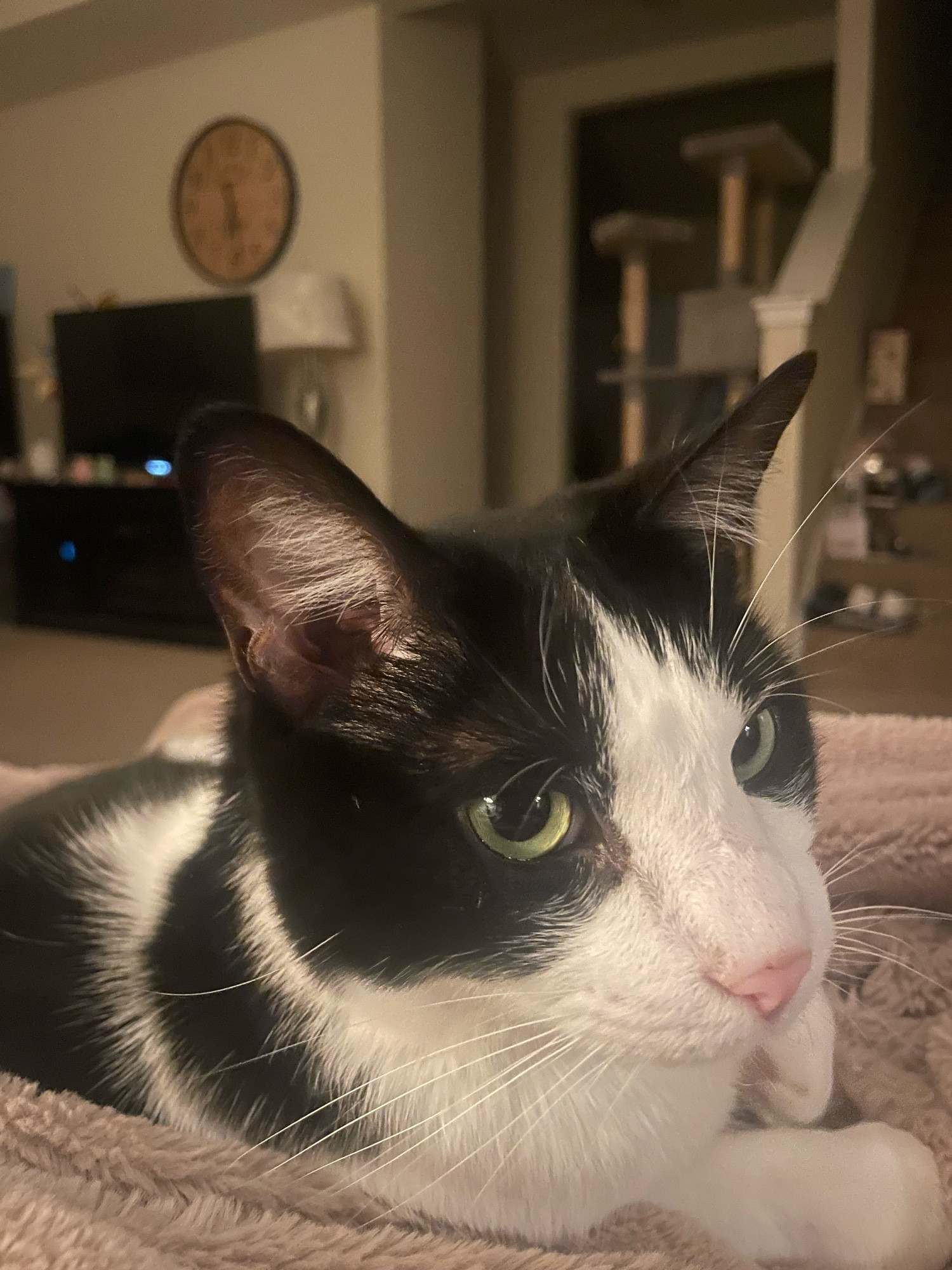 Black and white cat sitting on blanket 