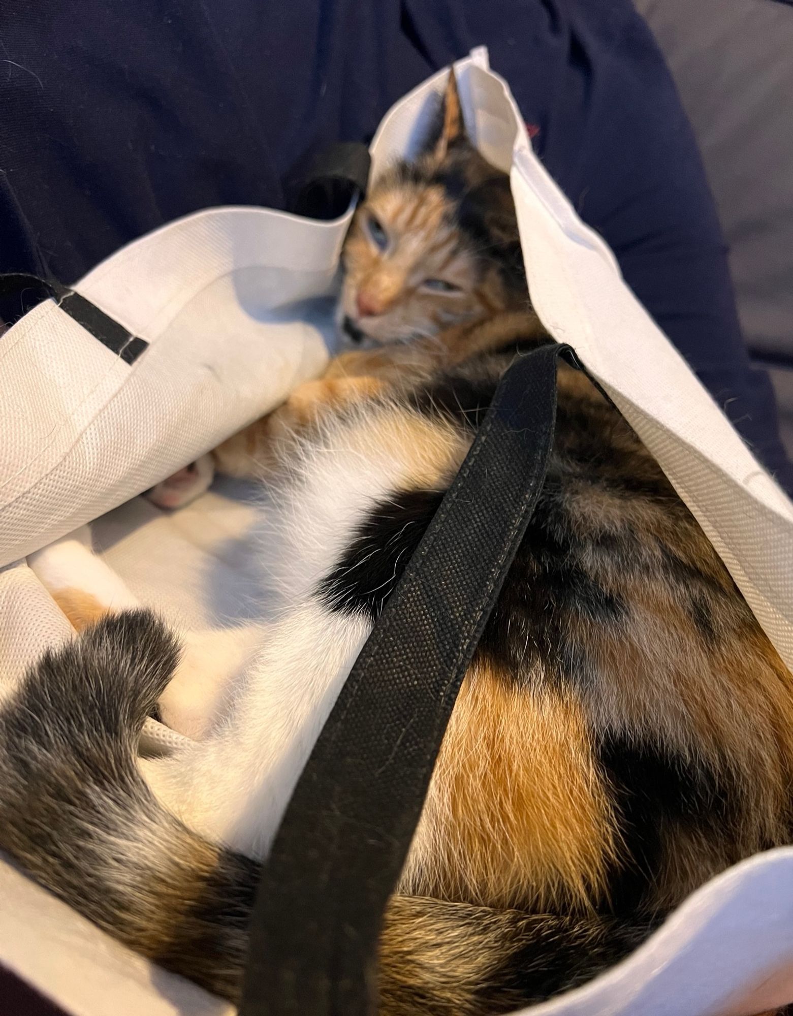 Chat calicot coucher dans un sac.