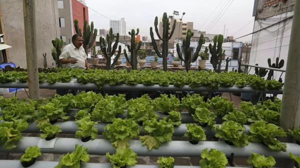 Agriculture 4.0: How urban farming is shaping the future of food security in smart cities