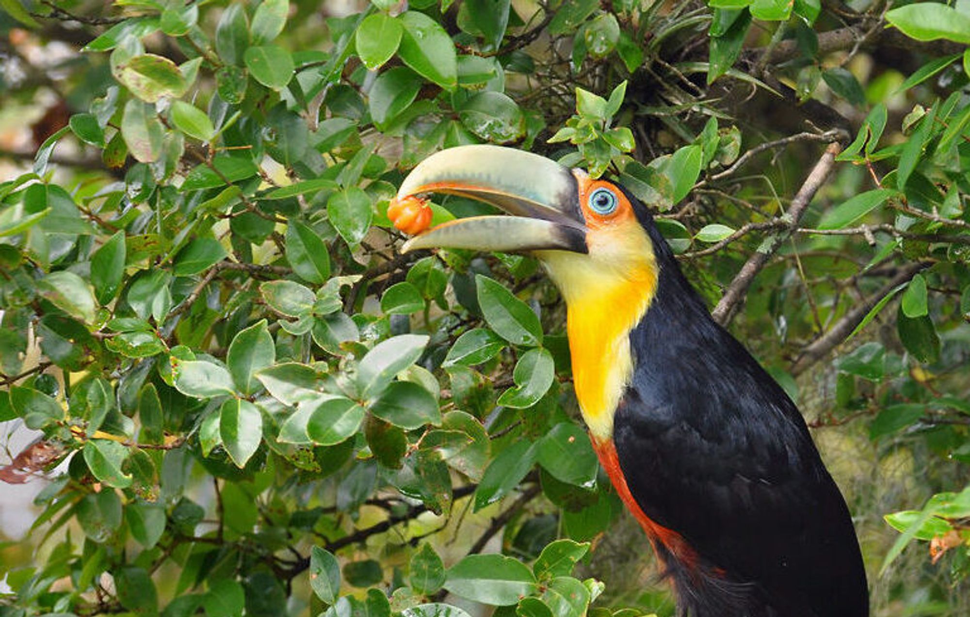 Large birds can boost forest carbon storage - if deforestation doesn't interfere