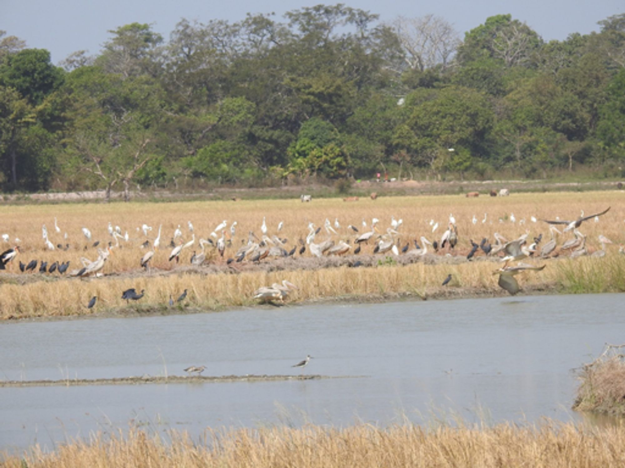 Empowering Communities to Safeguard Migratory Bird Havens in Africa