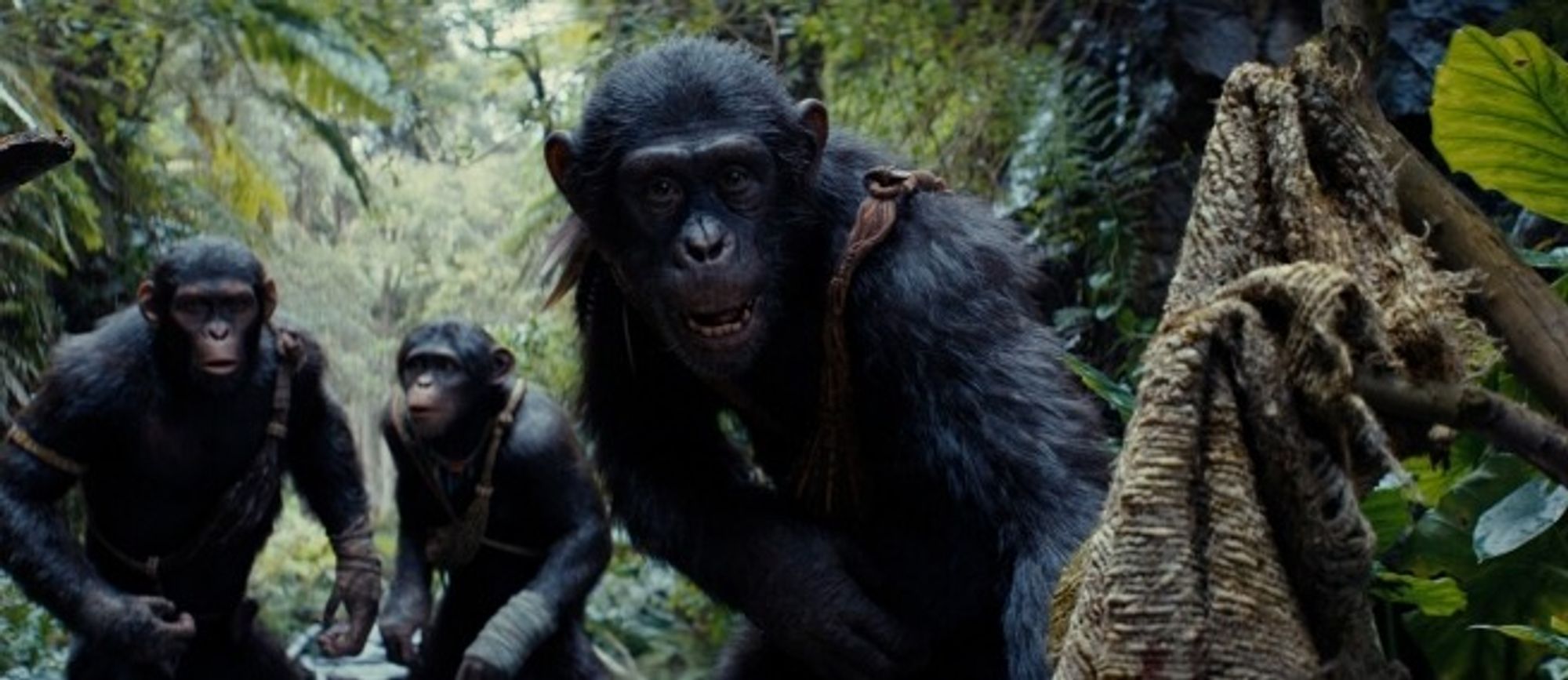 Harnessing Film and Community Power to Save Great Apes