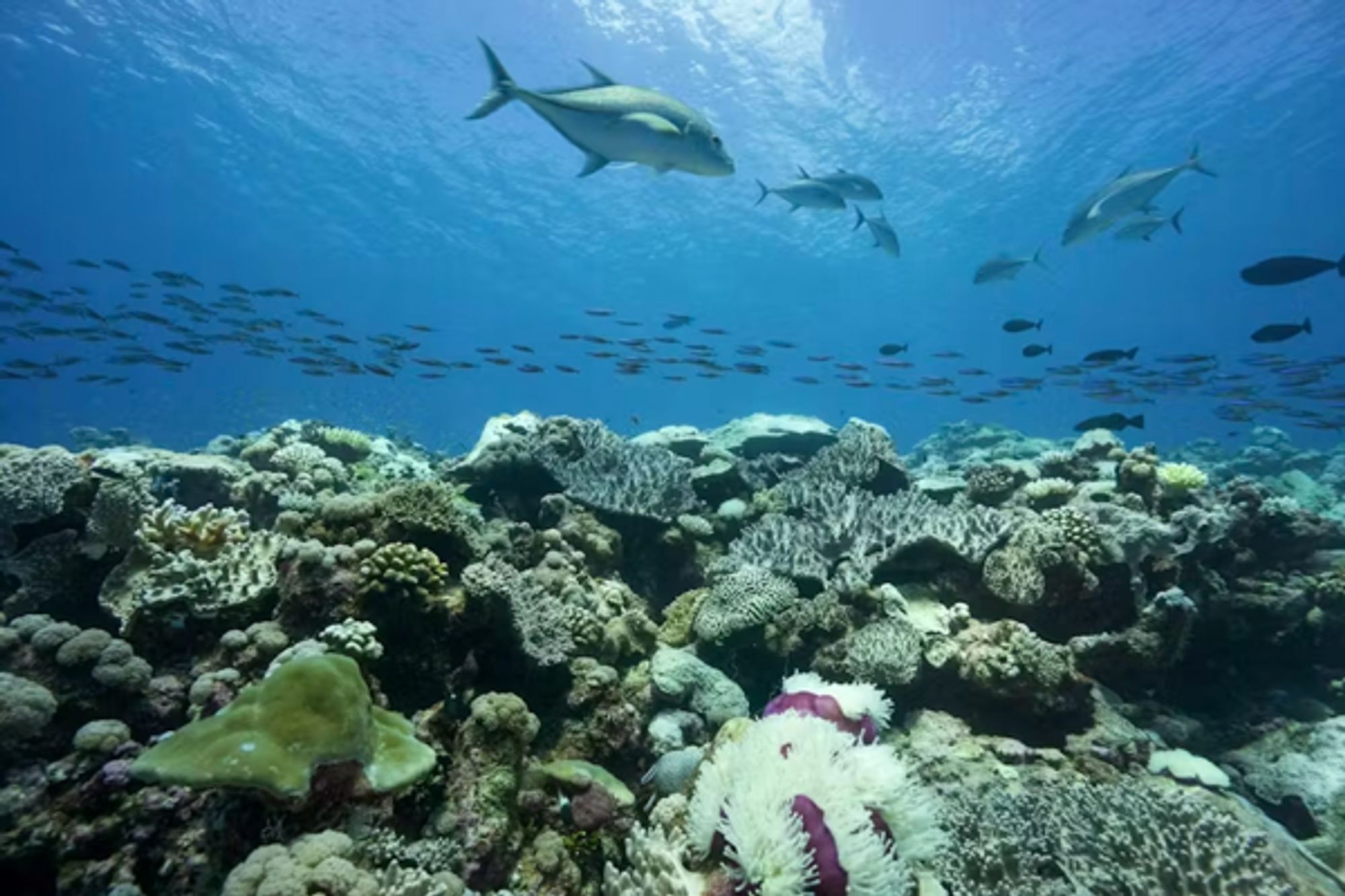 Ocean Warming Is Driving Sharks Out of Coral Reef Habitats, Study Finds