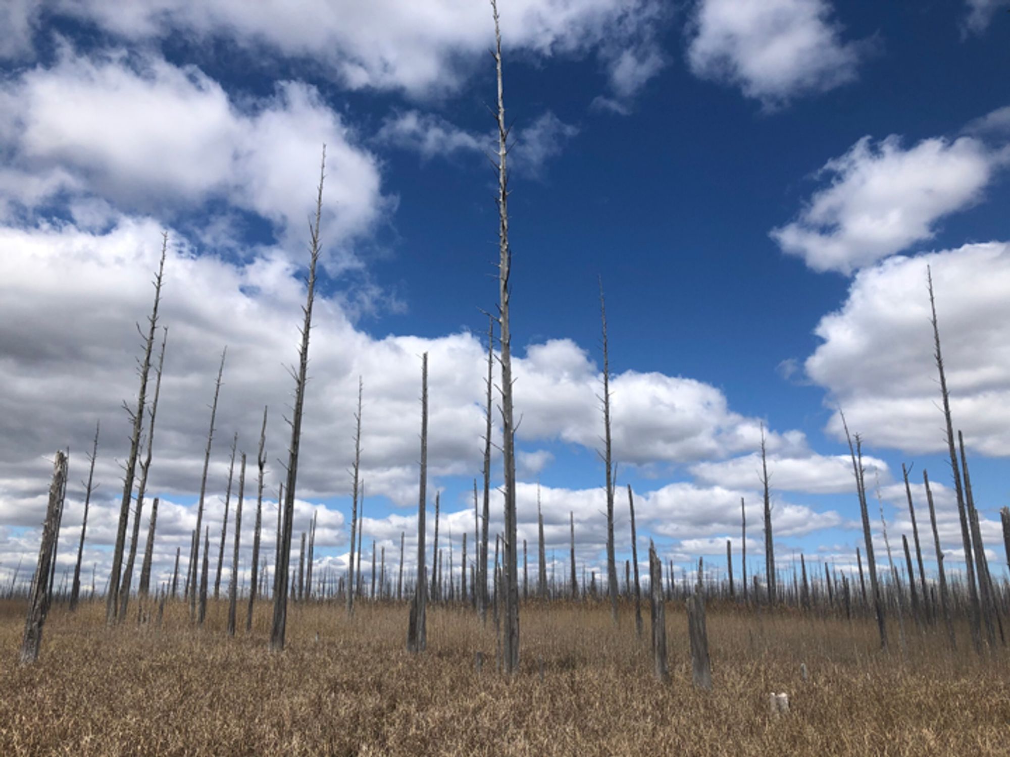 Rising waters, waning forests: Scientists are using tree rings to study how rising sea levels affect coastal forests