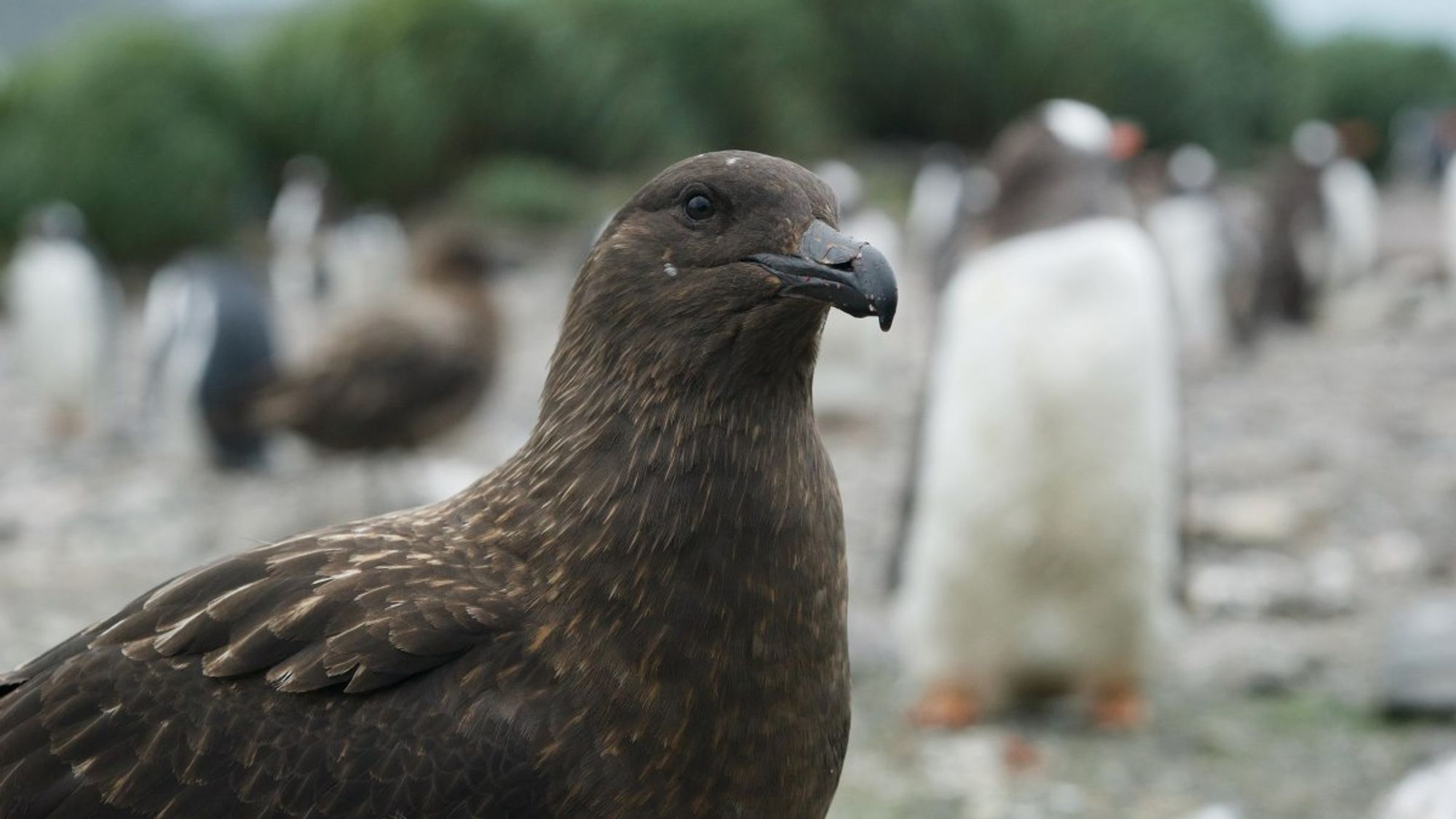 How avian influenza has spread to Antarctic islands