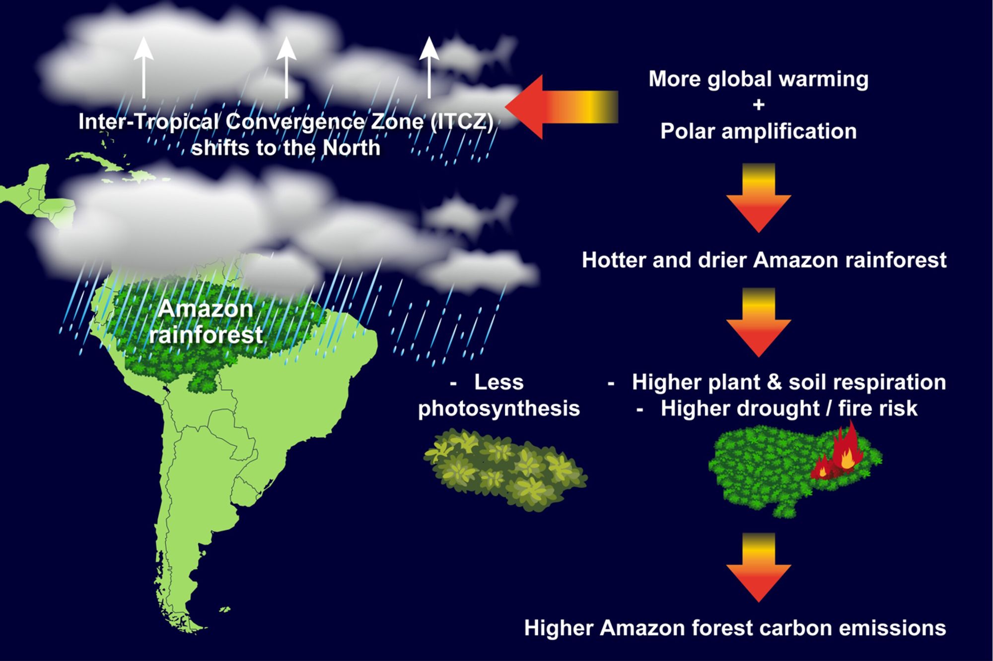 Study reveals that future climate change may reduce the Amazon rainforest's ability to act as a carbon sink