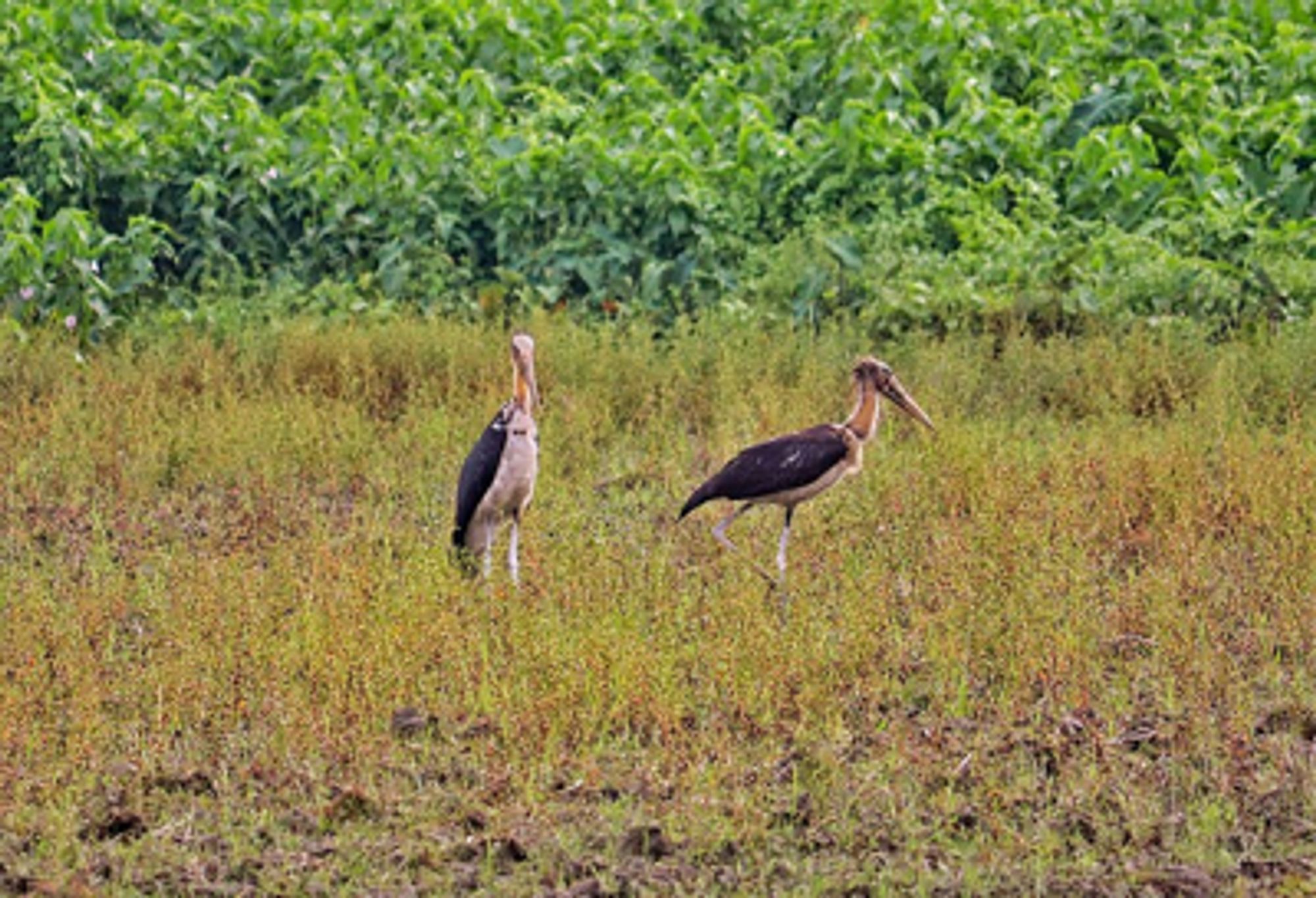 Lesser adjutants thrive in a Jharkhand district, finds study