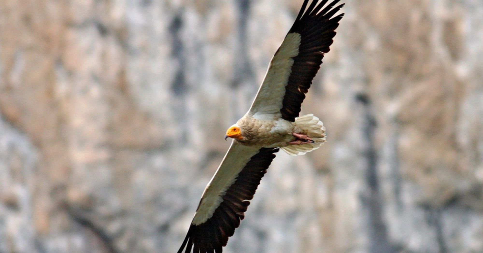 Migratory bird of the month: Egyptian Vulture