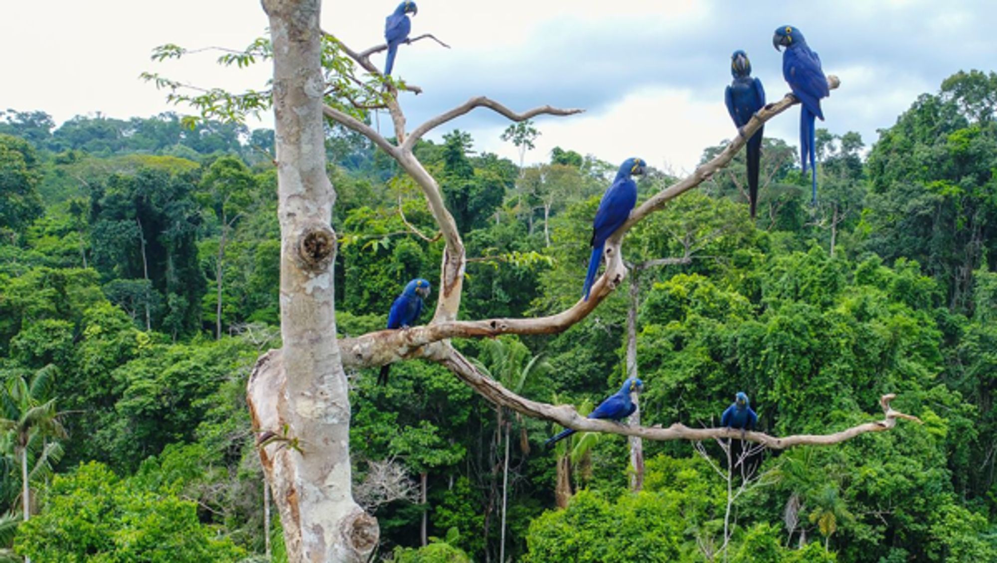 High Above The Amazon Rainforest, A Shocking Discovery Of Airborne Forever Chemicals