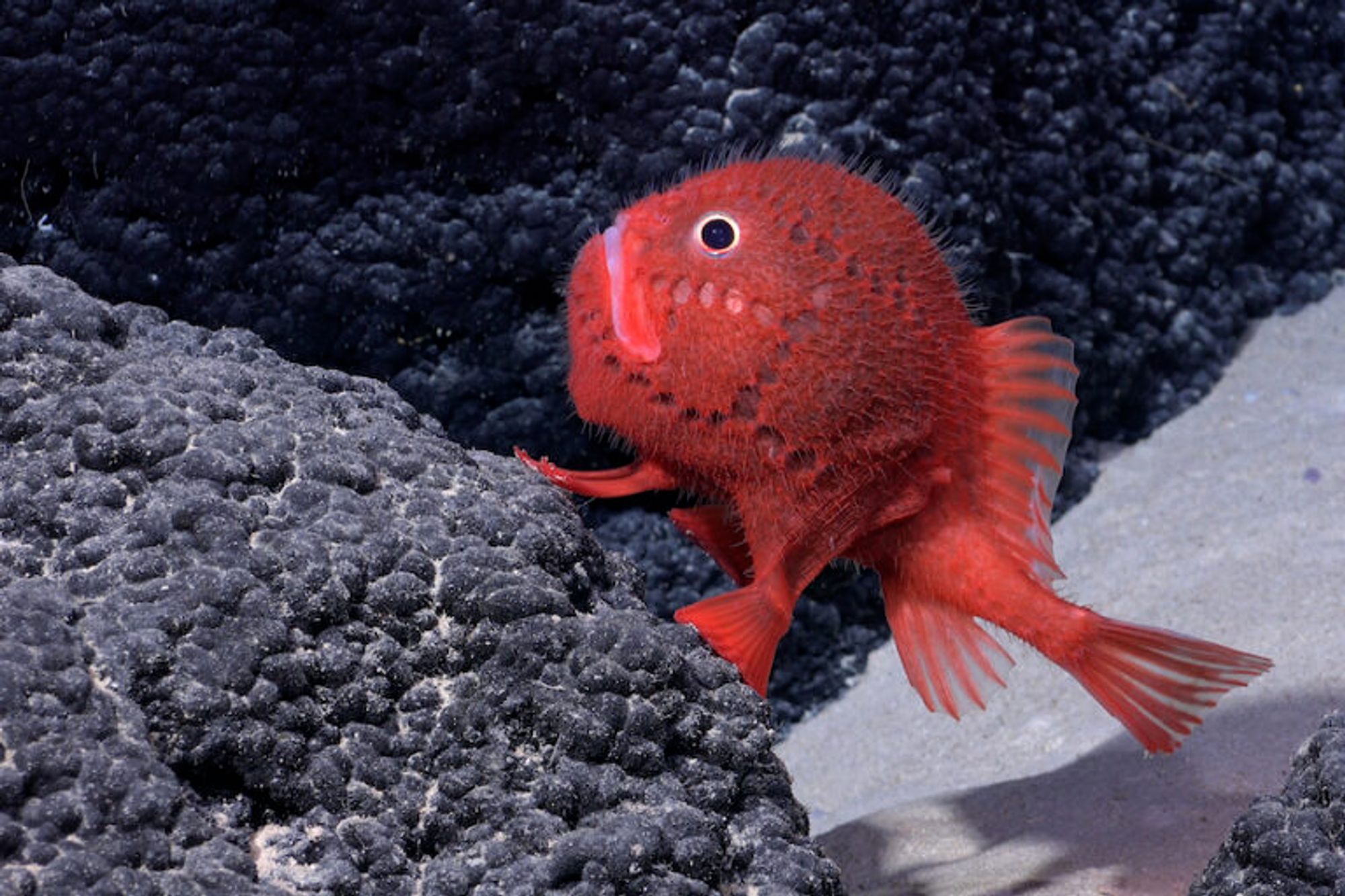 In the Pacific depths, an underwater mountain hosts a bonanza of new species