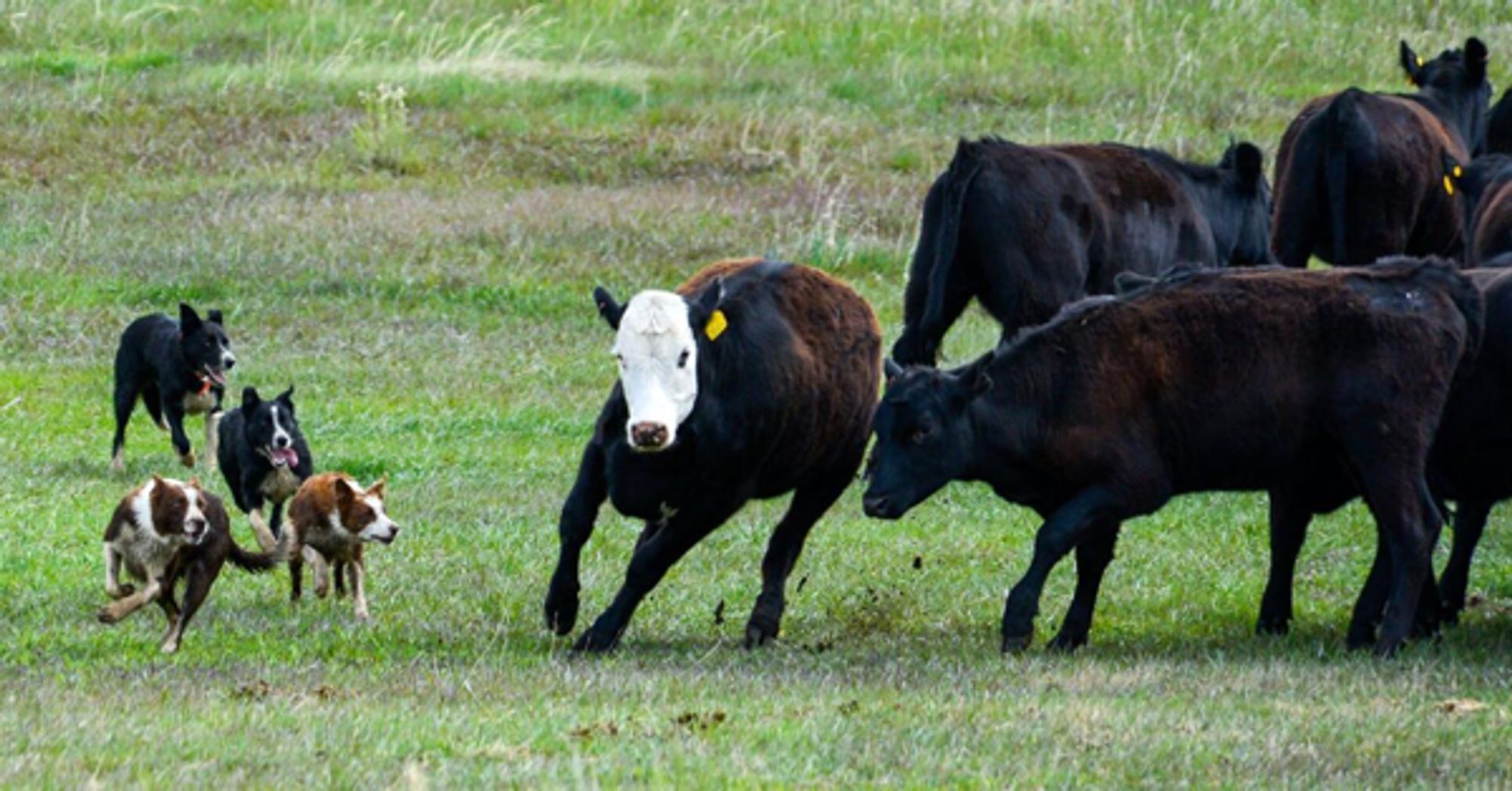 Ranchers ask Colorado Parks and Wildlife for rule changes on wolf management