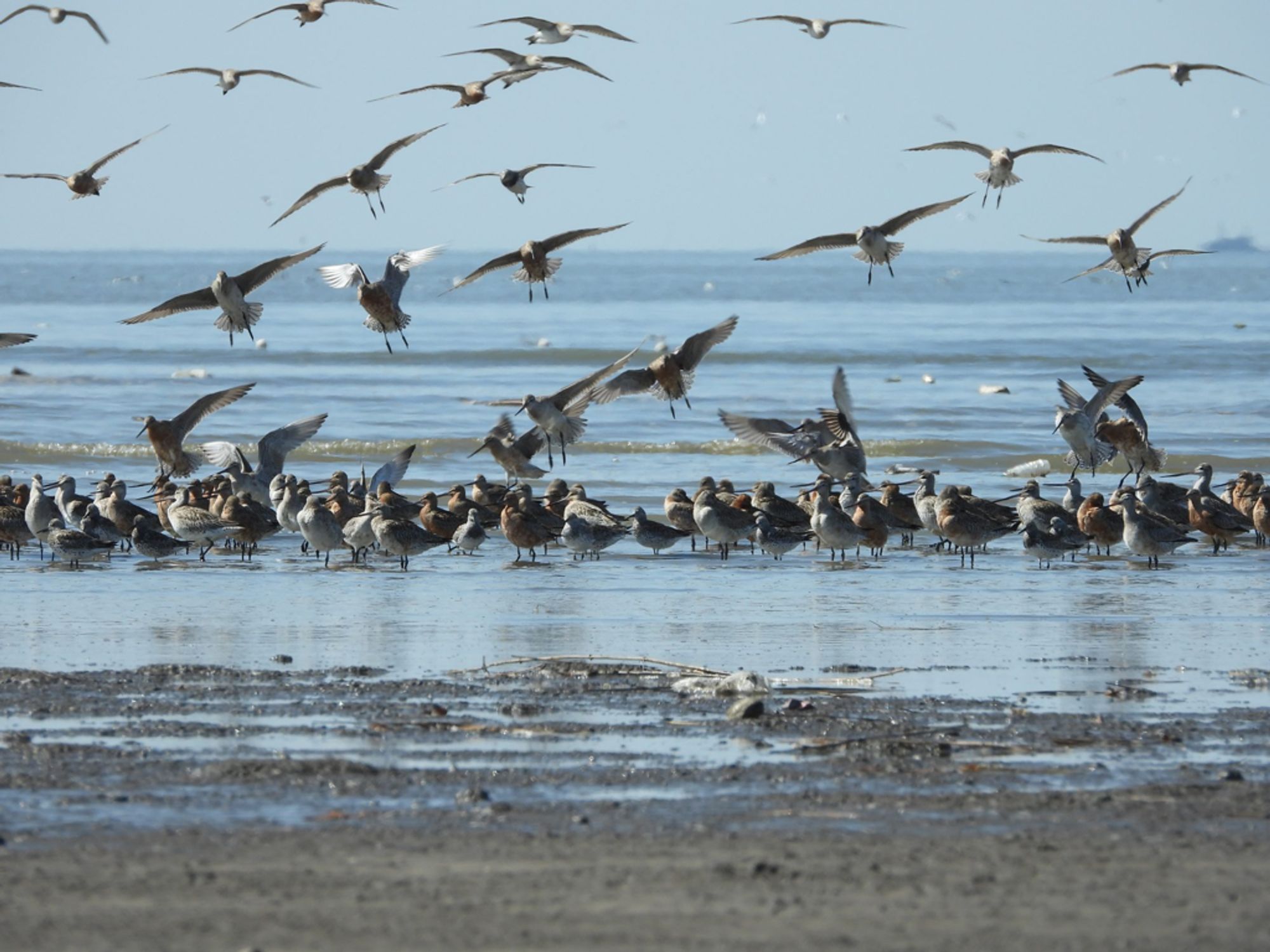 New World Heritage sites in China help migratory birds