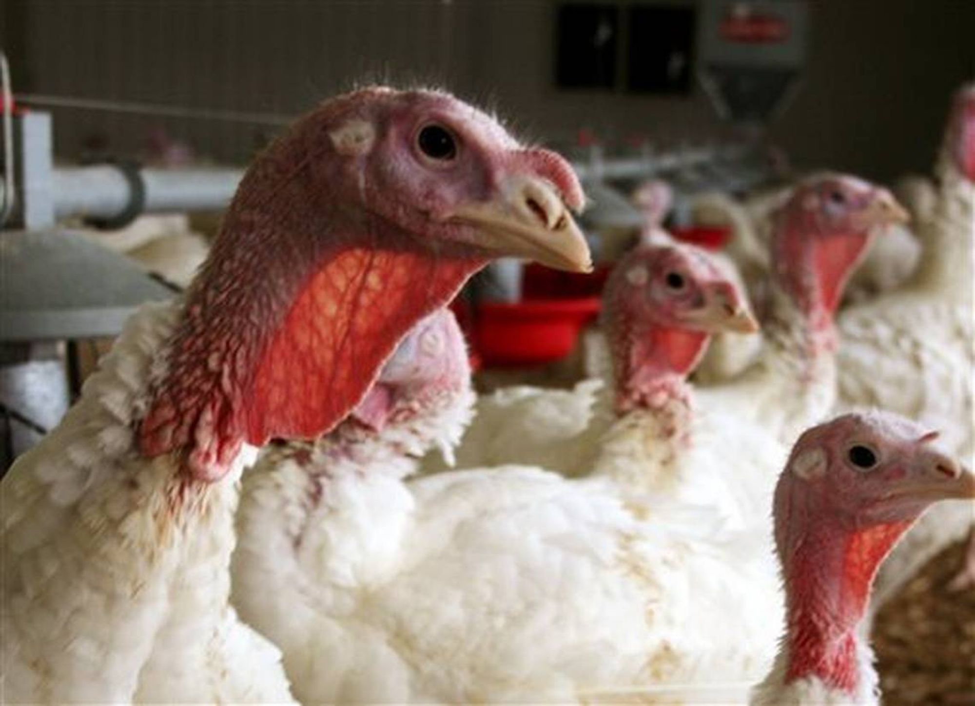 Thousands of turkeys killed in Merced County as officials battle avian flu outbreak