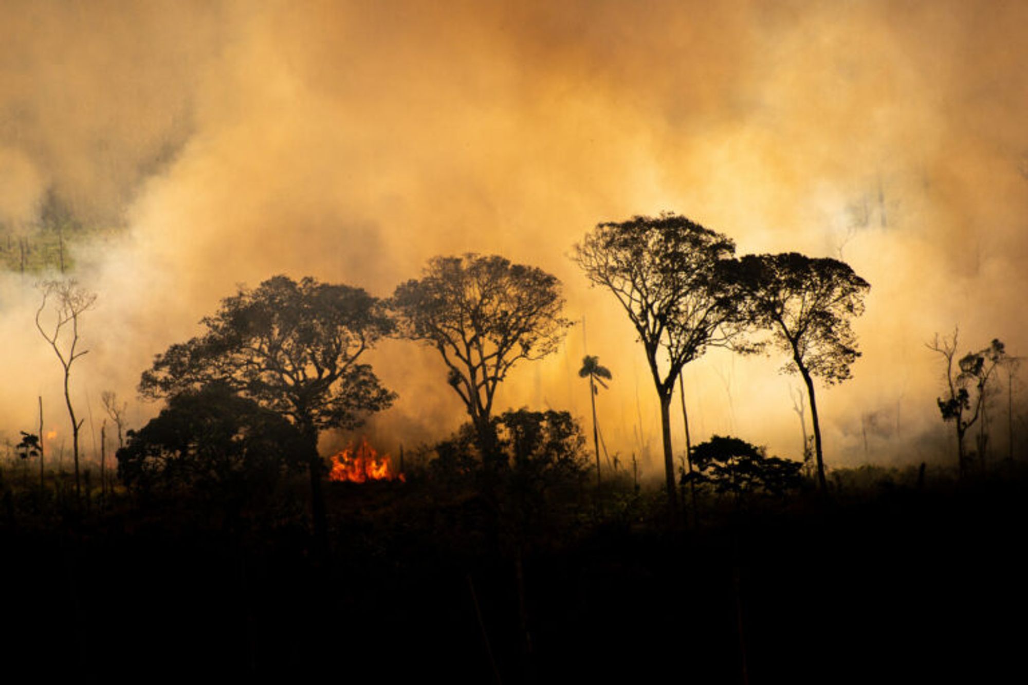 Forest degradation releases 5 times more Amazon carbon than deforestation: Study