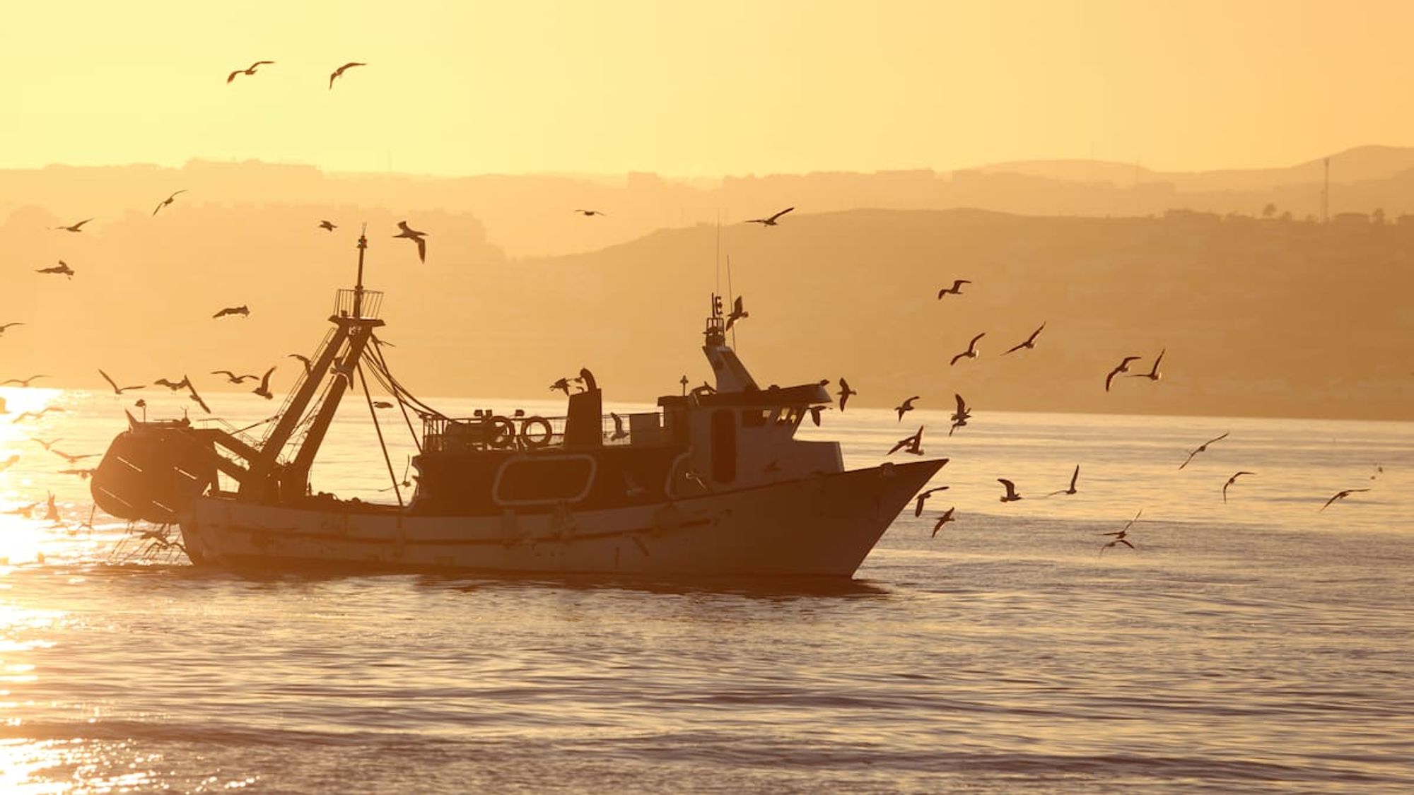 Climate change: Ocean warming threatens multi-million dollar losses for NZ fishing sector