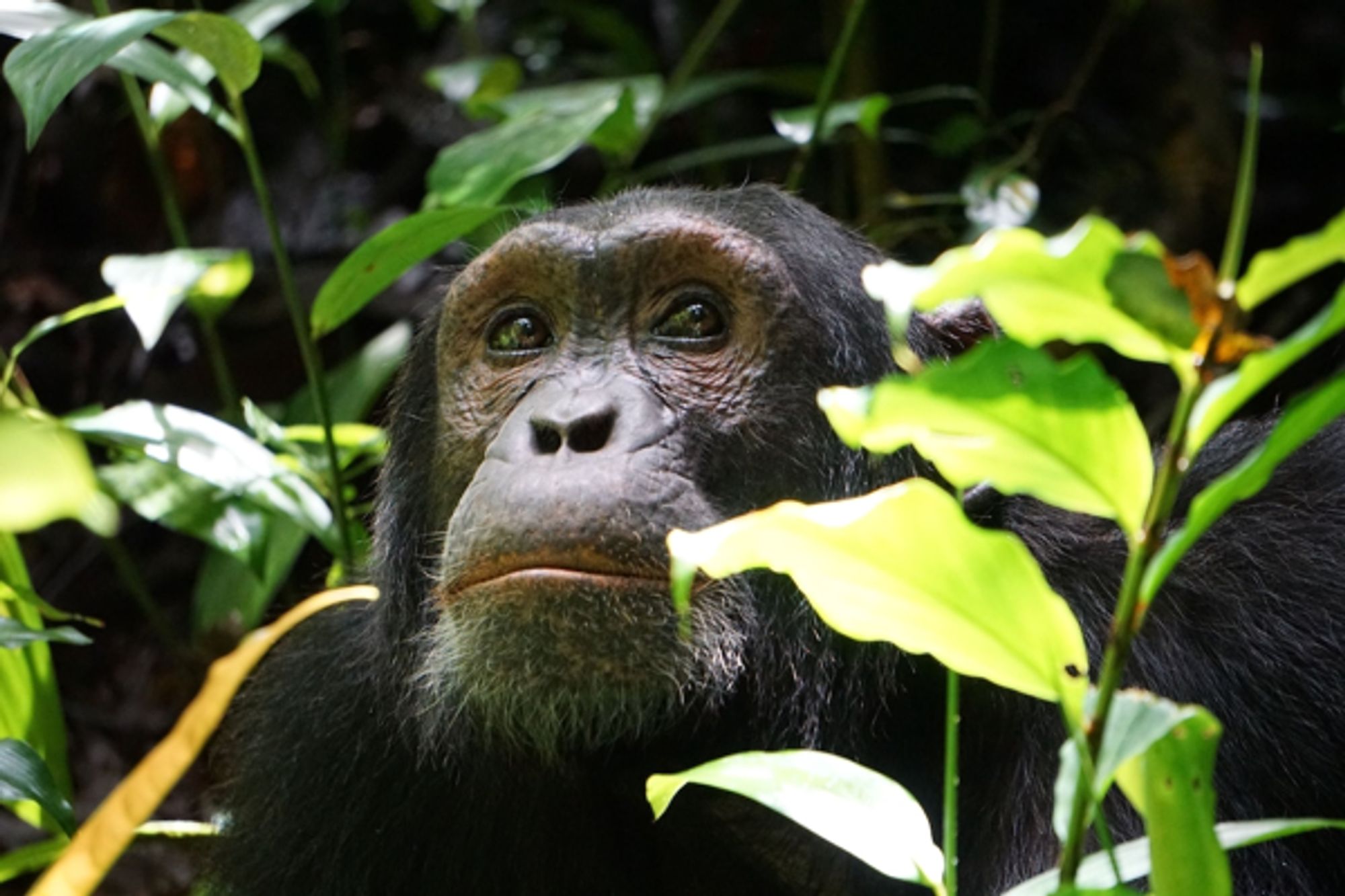 Africa's Great Apes Are Already Feeling the Effects of Climate Change, First-of-Its-Kind Study Finds