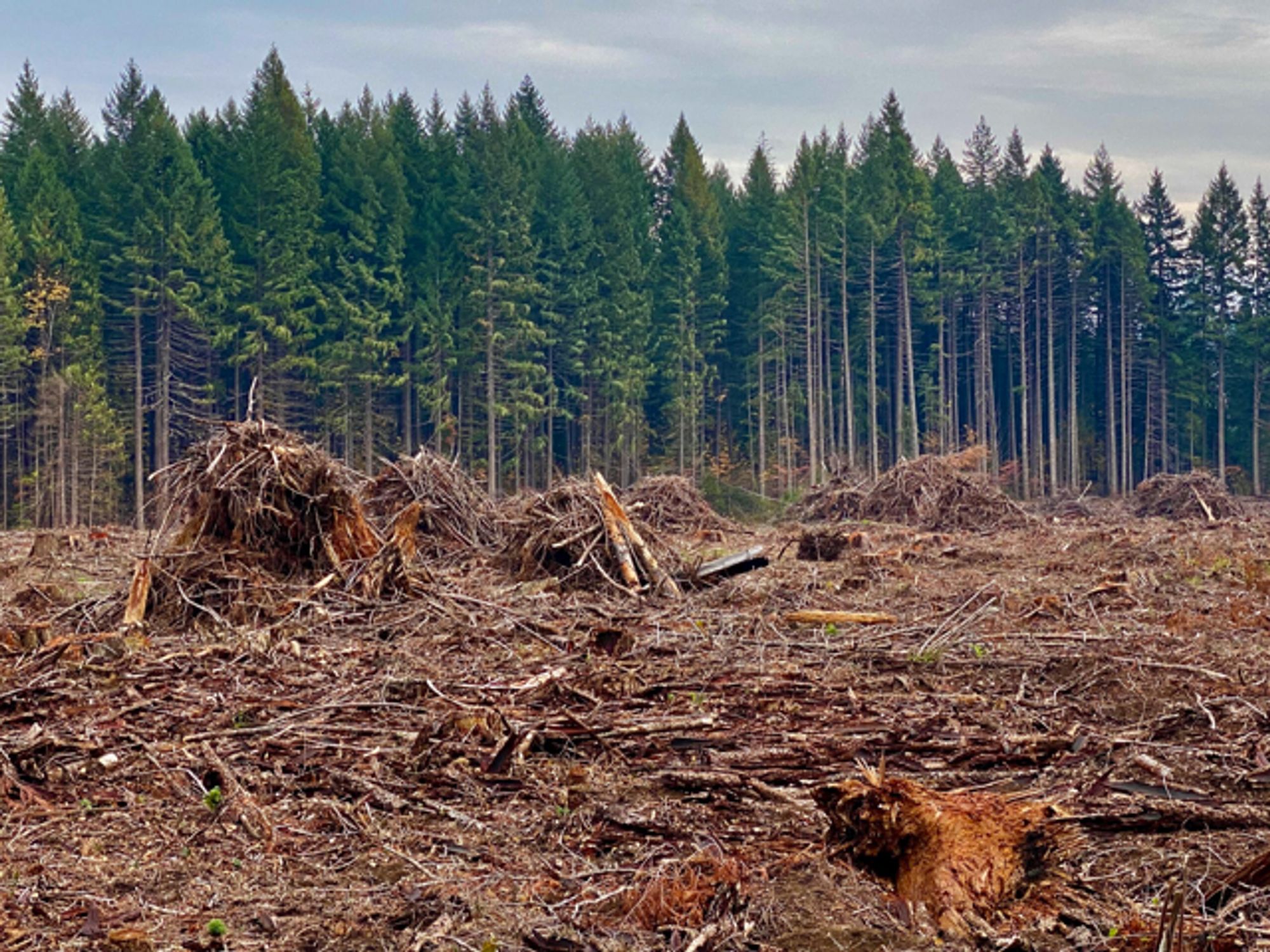 Old Growth Logging Challenged in Bitterroot National Forest