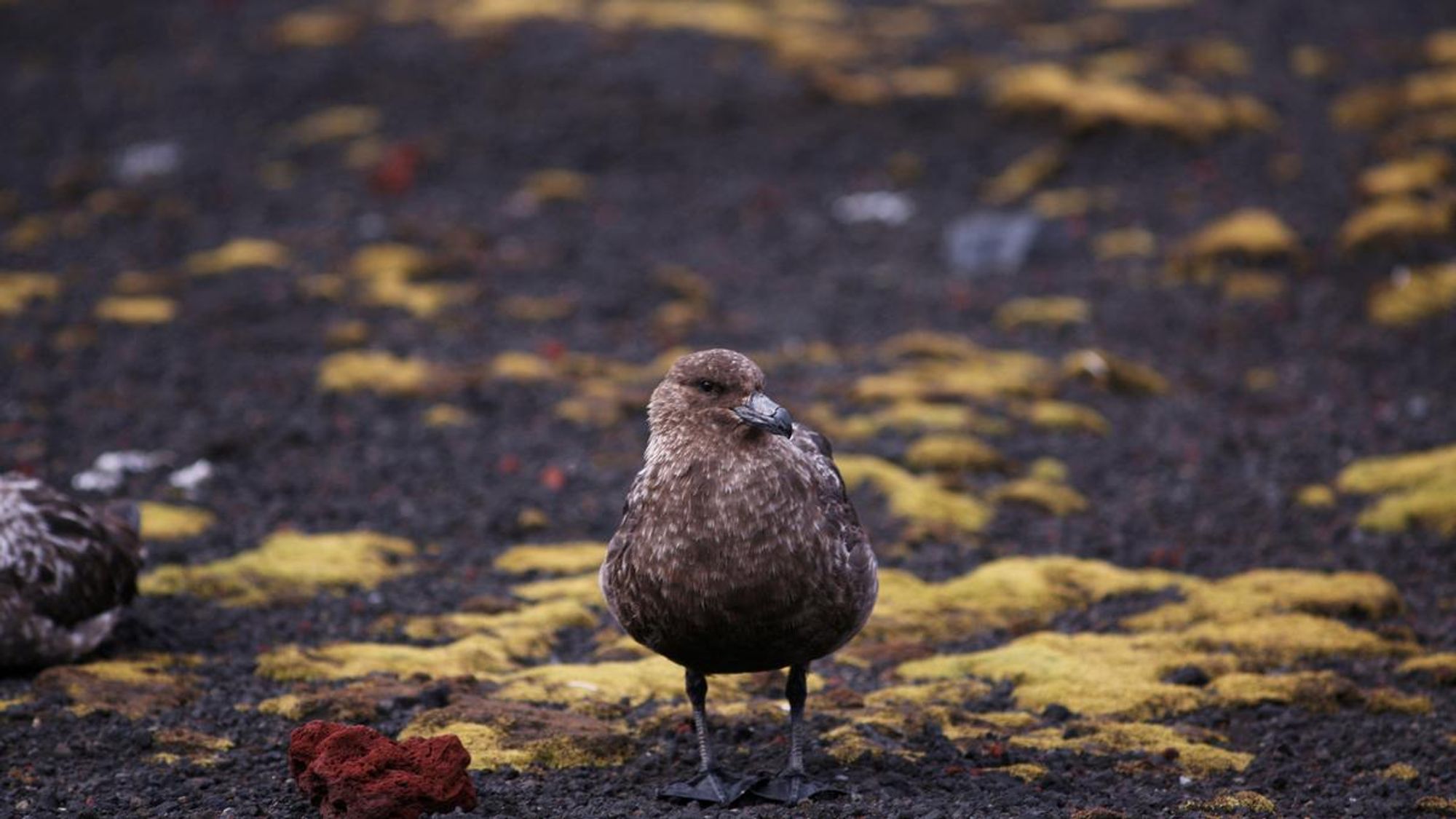 How skuas, frigatebirds, and gulls are helping spread avian influenza