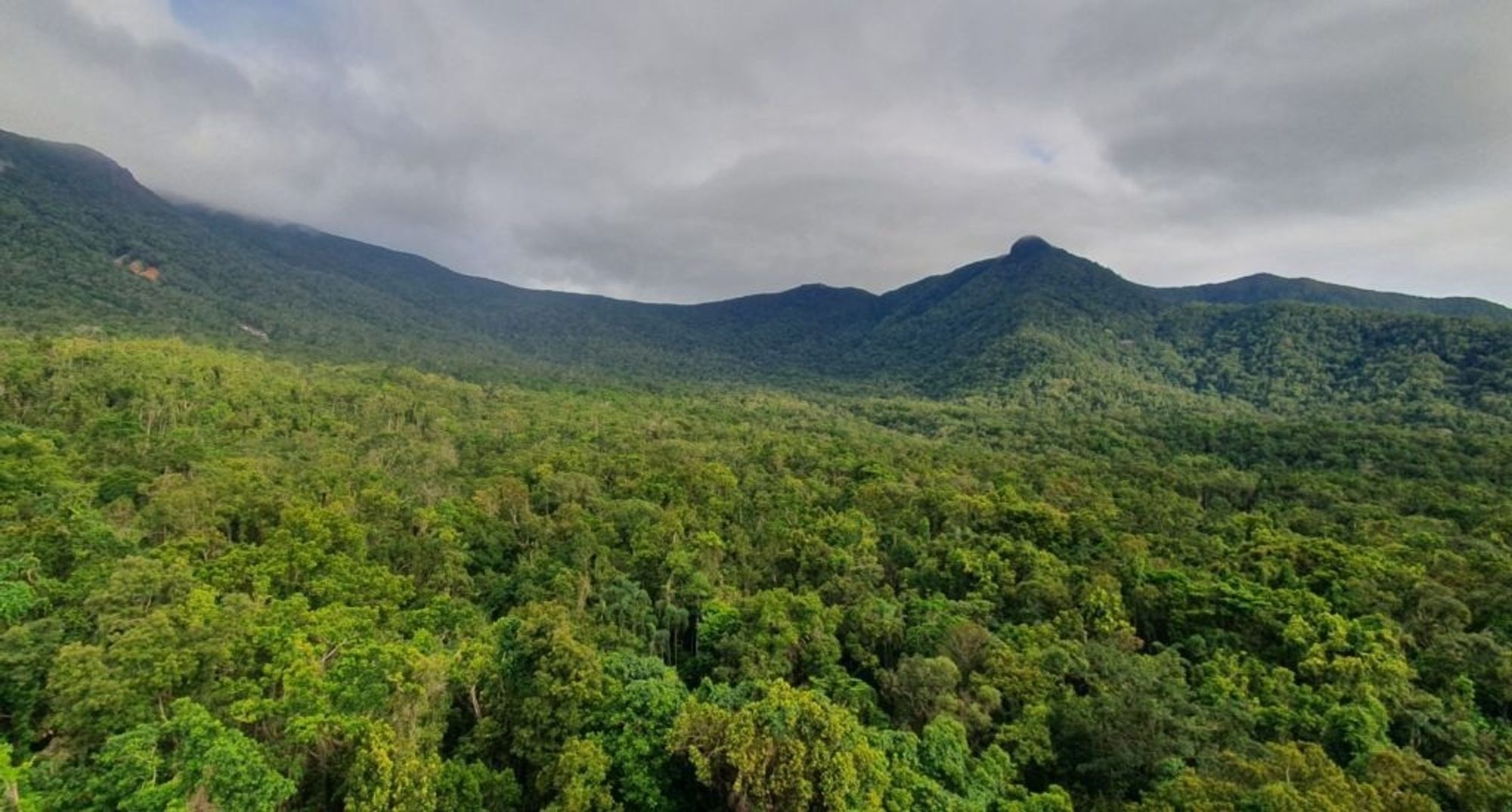 Air Pollution Reduces Carbon Sequestration in Tropical Ecosystems