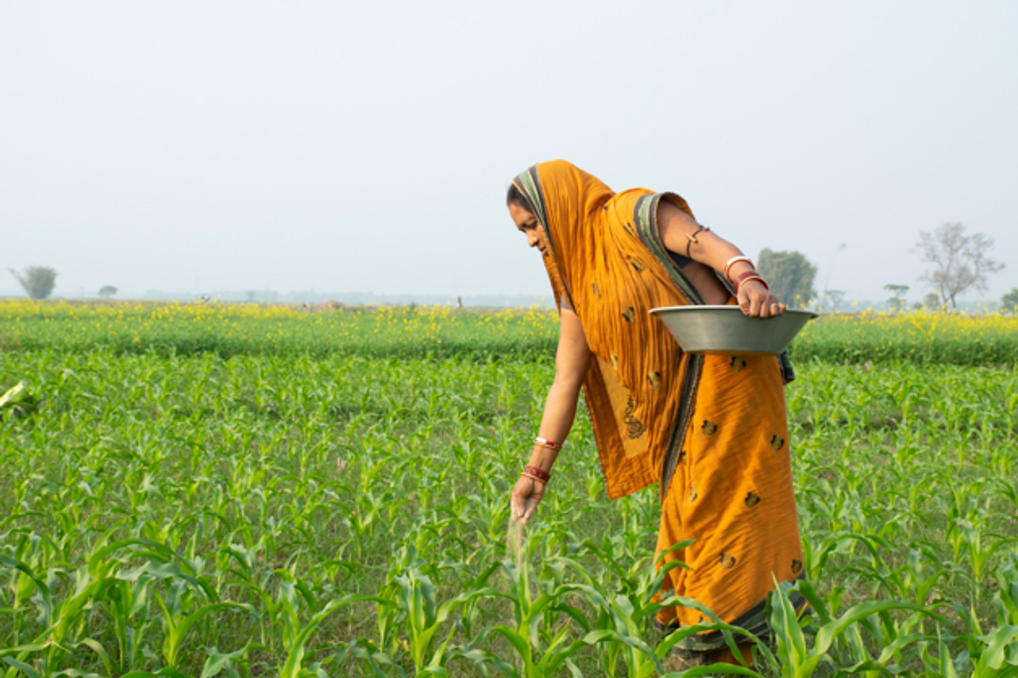 Regenerative agriculture must 'pay dividends' on yields and livelihoods to increase farmer adoption, says survey