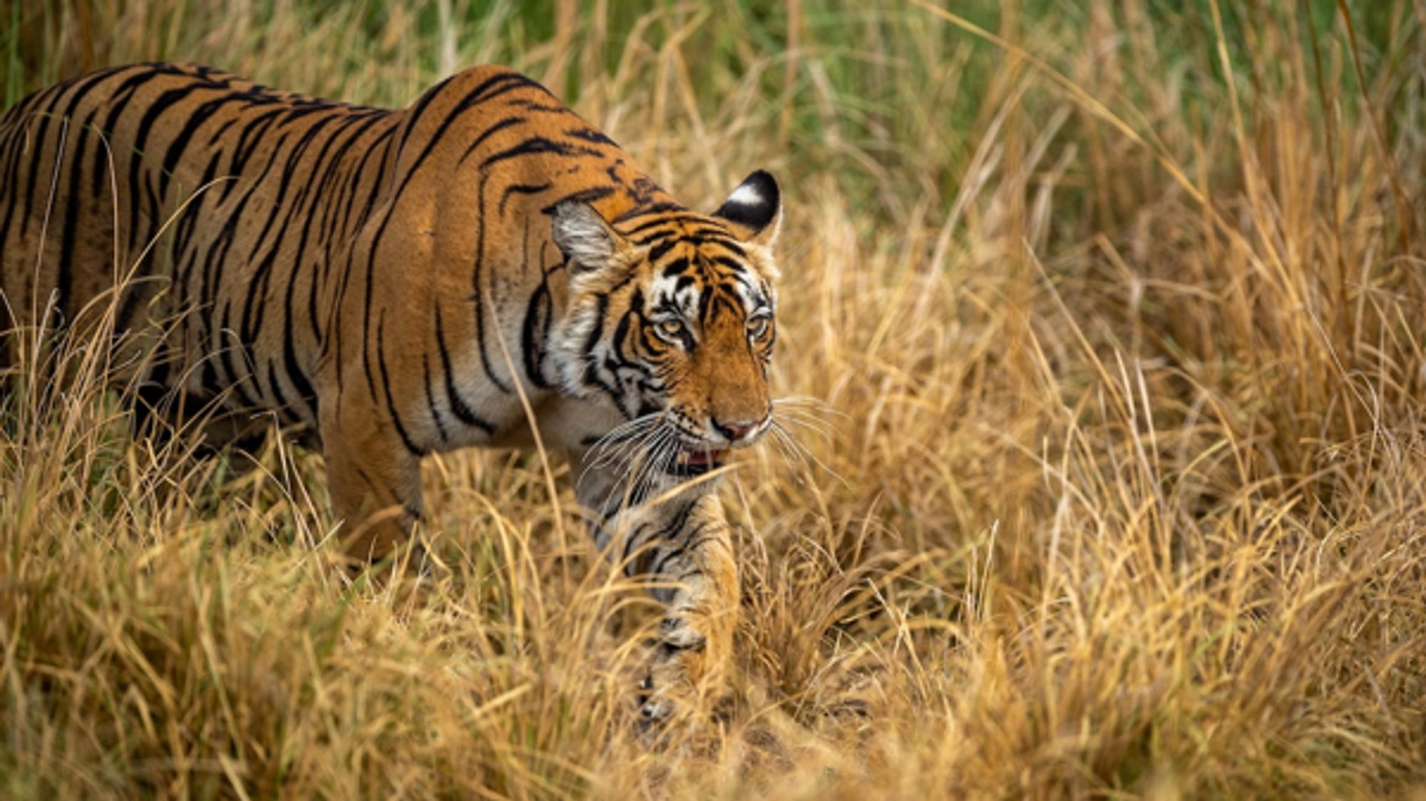 This is the best place on the planet to search for Bengal tigers