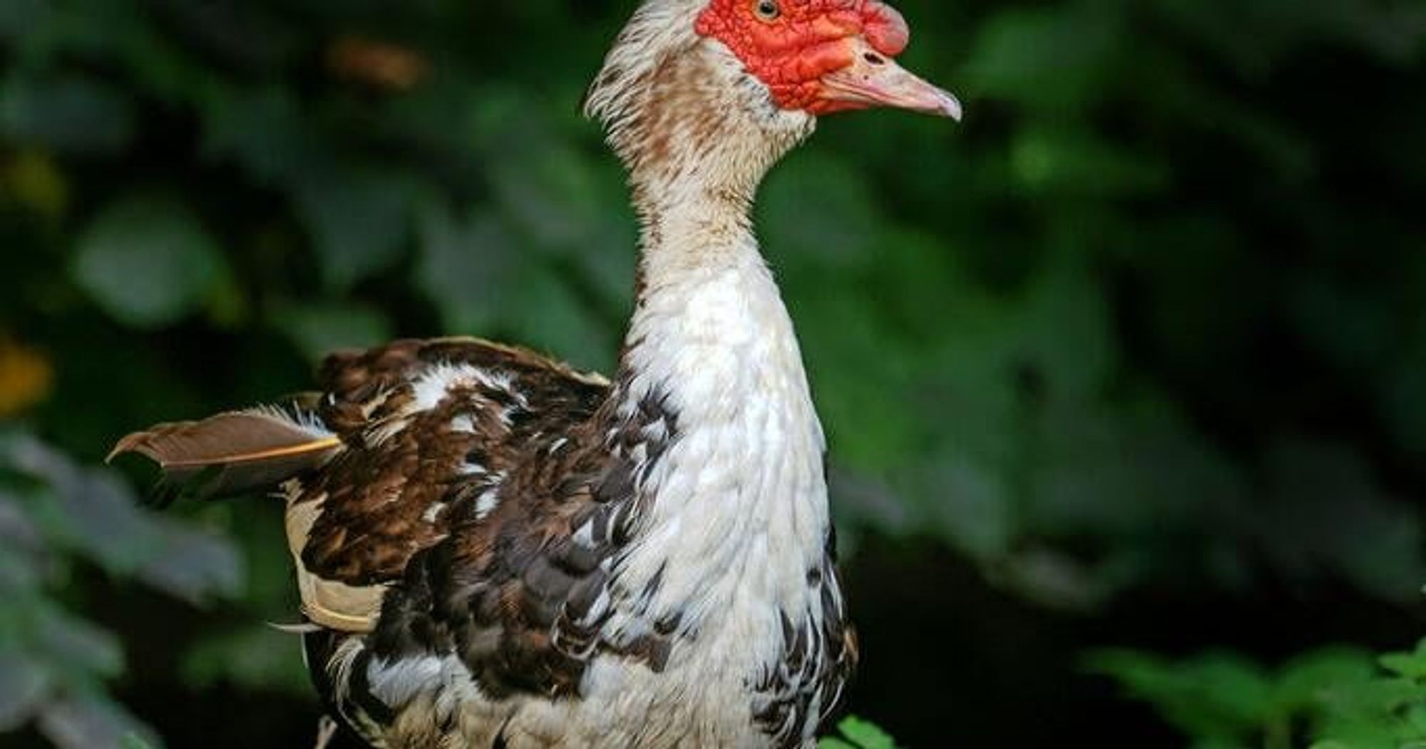 France Sees Success Vaccinating Ducks Against Avian Flu - Lancaster Farming