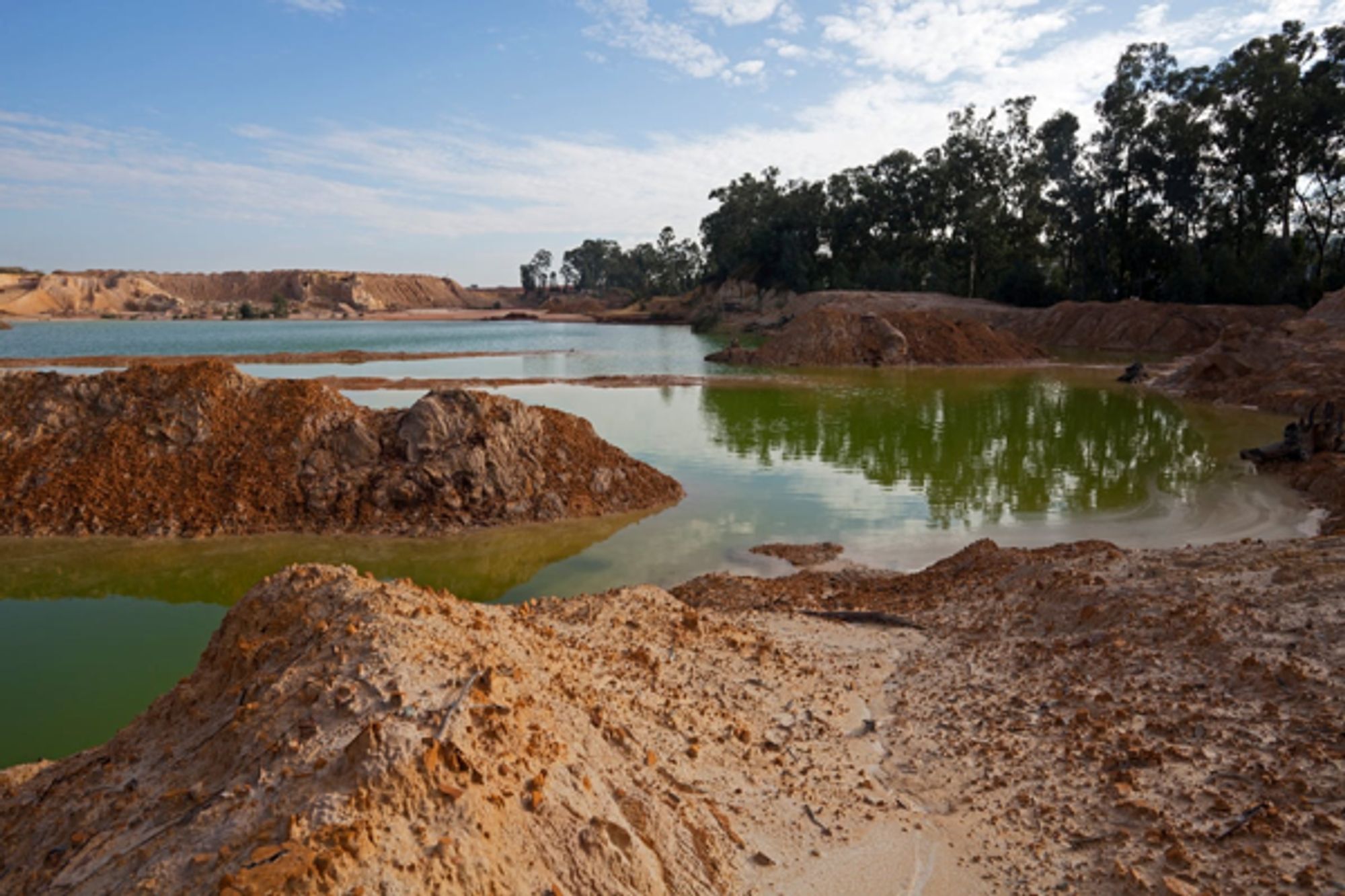 Bacteria and plants could help clean up toxic waste from gold mines - South African study