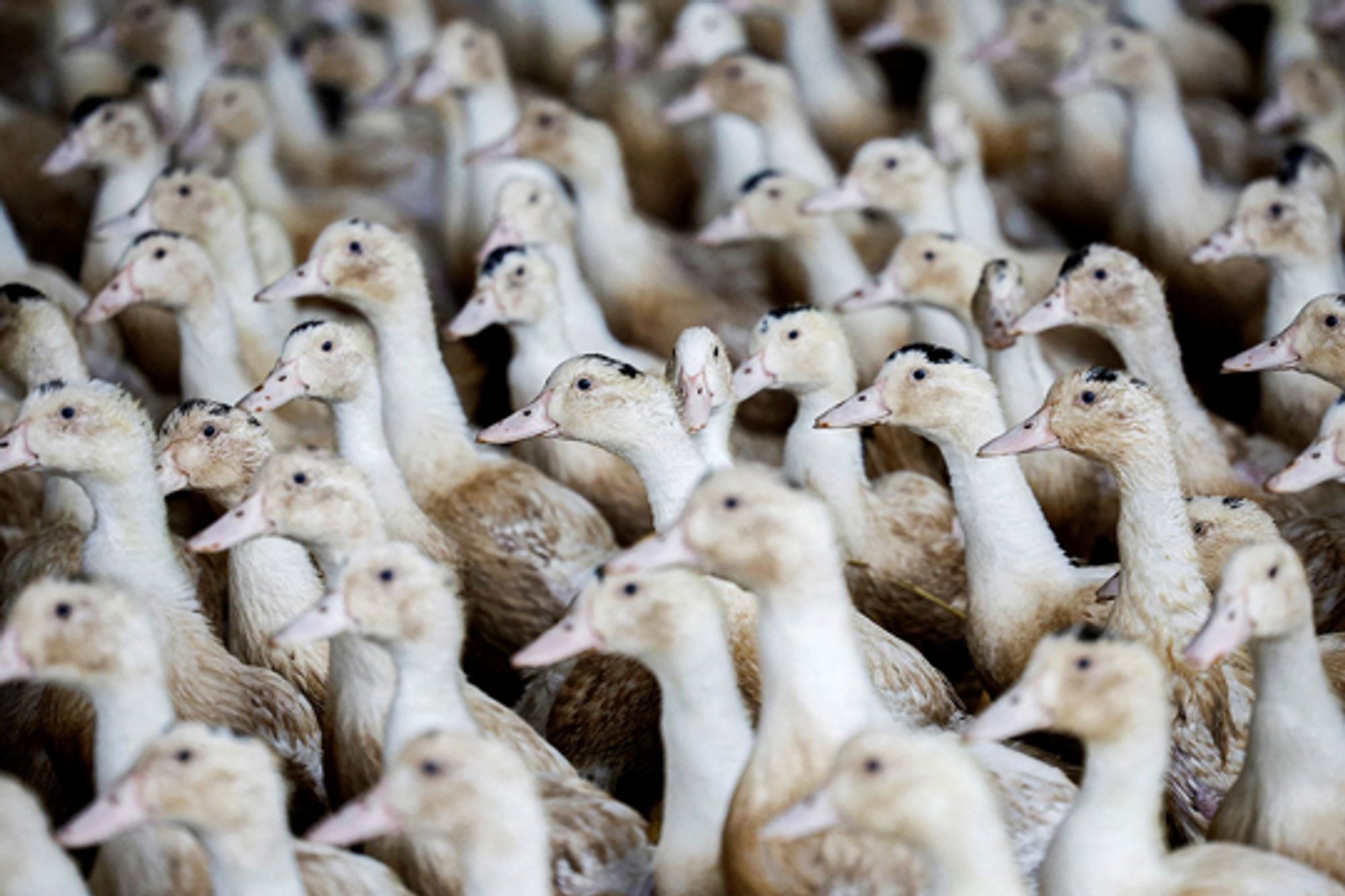 Poultry imports from France banned after bird flu outbreak - BusinessWorld Online