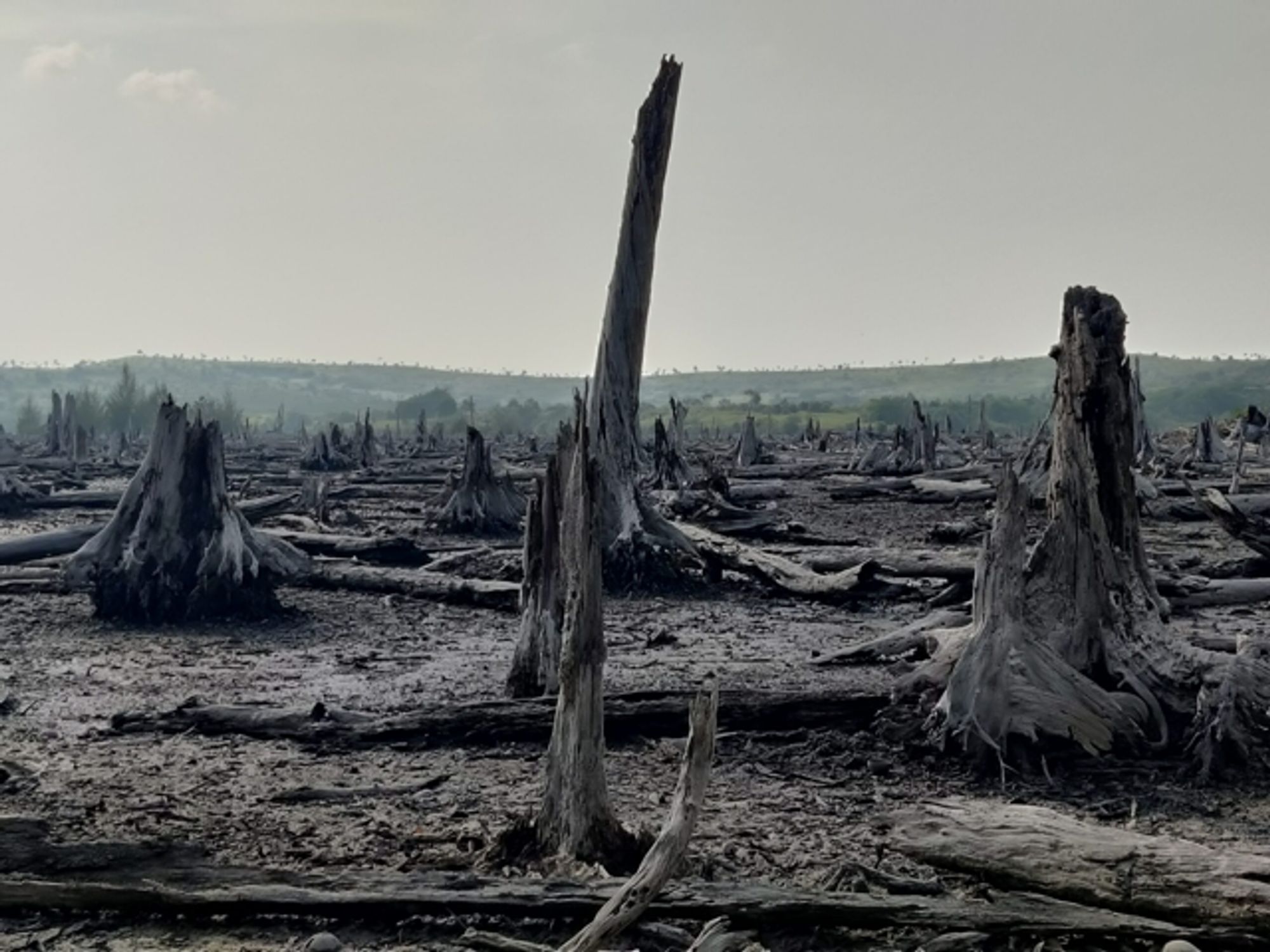 Almost 20 years after the tsunami, Andaman's mangroves are still changing