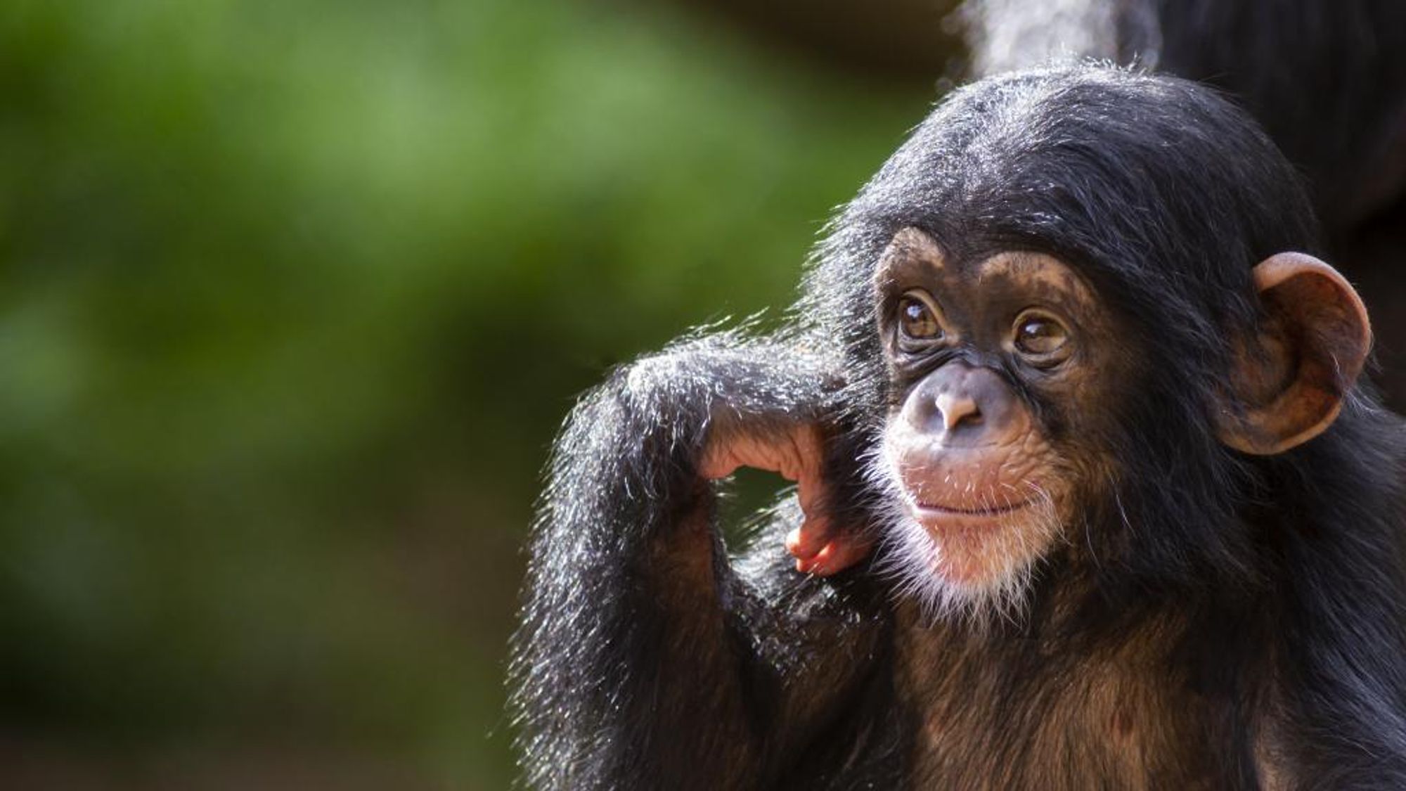 Nearly 180,000 of Africa's great apes face threats due to mining: Study