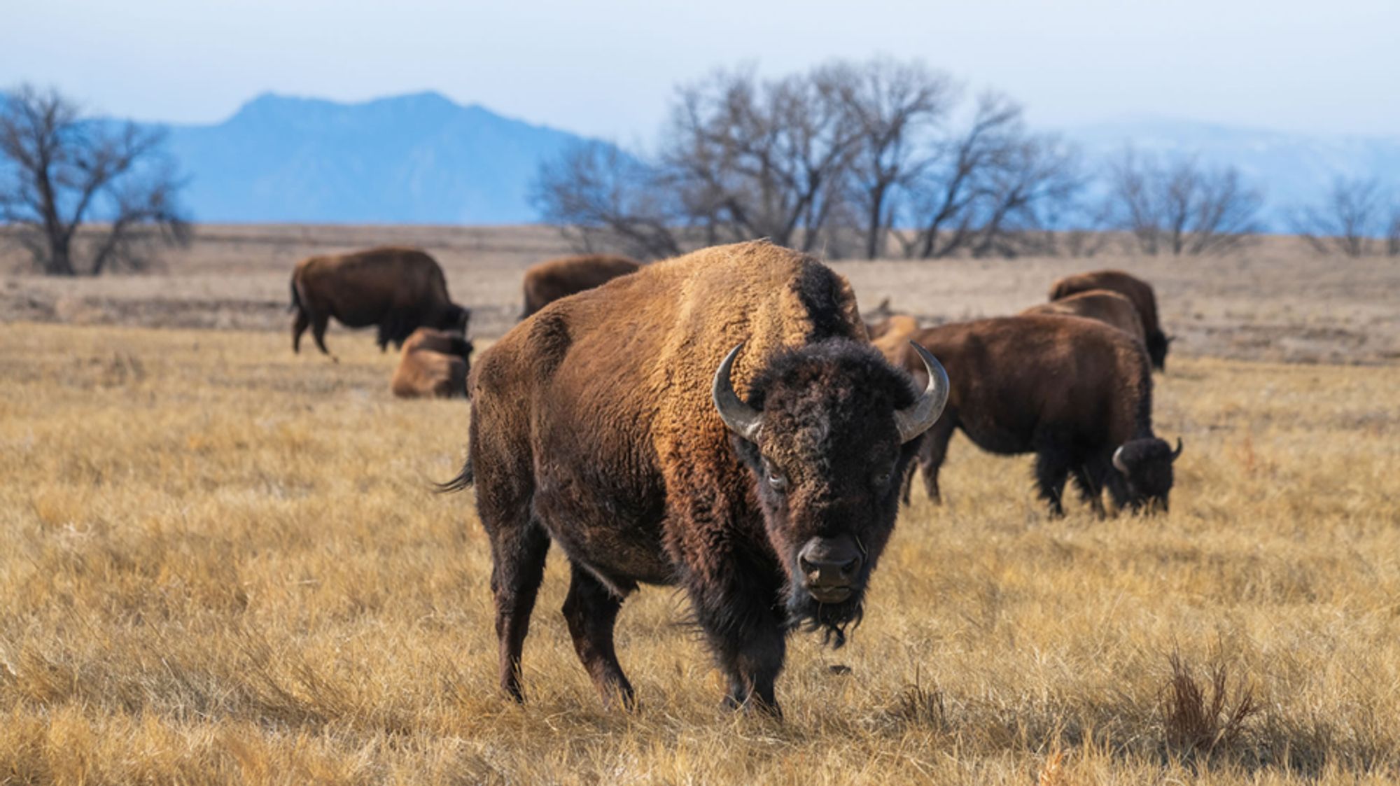 Could bison help overcome cow methane?