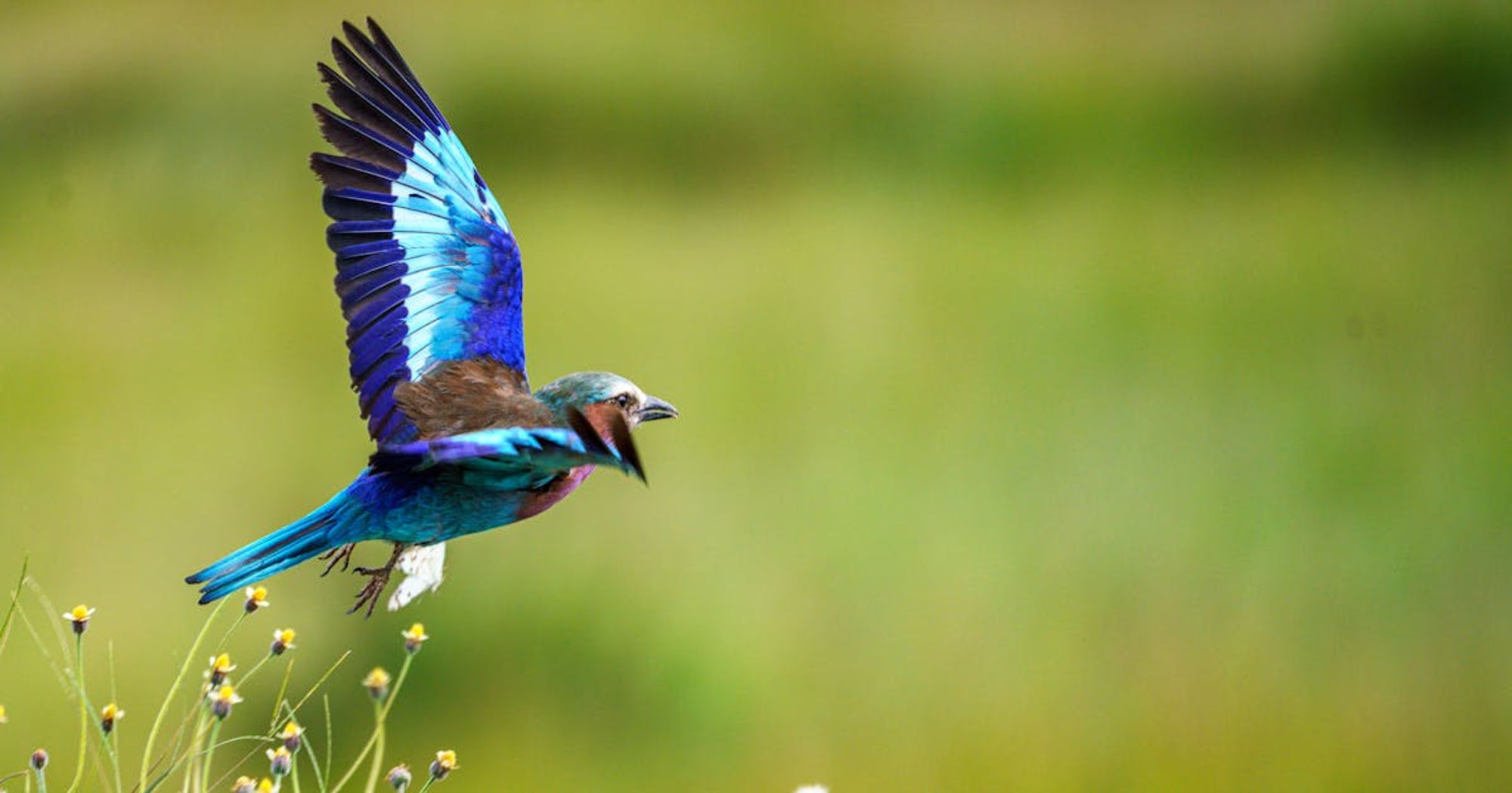 Why rare species thrive on Indigenous lands