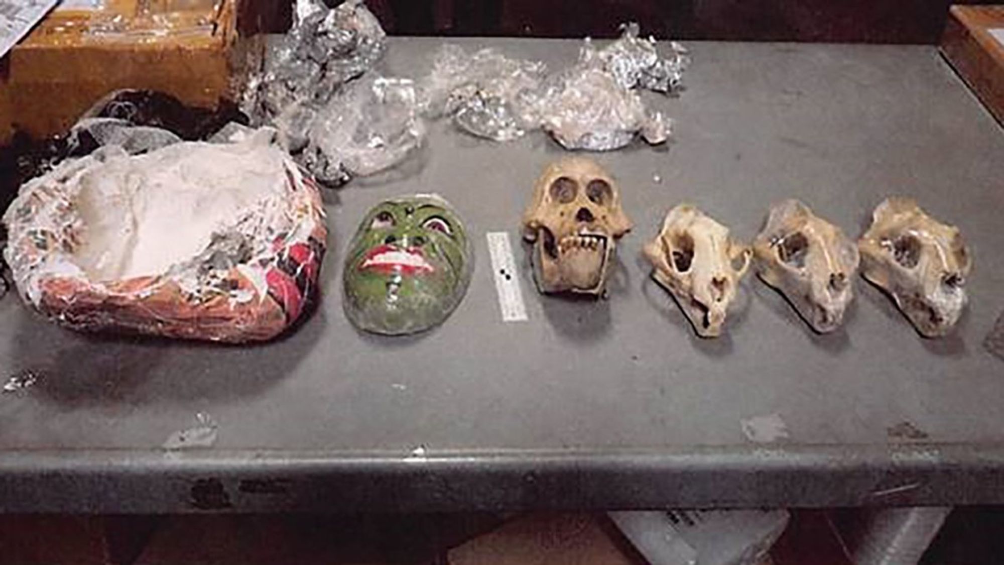 Over 100 body parts of vulnerable species seized in wildlife trafficking case