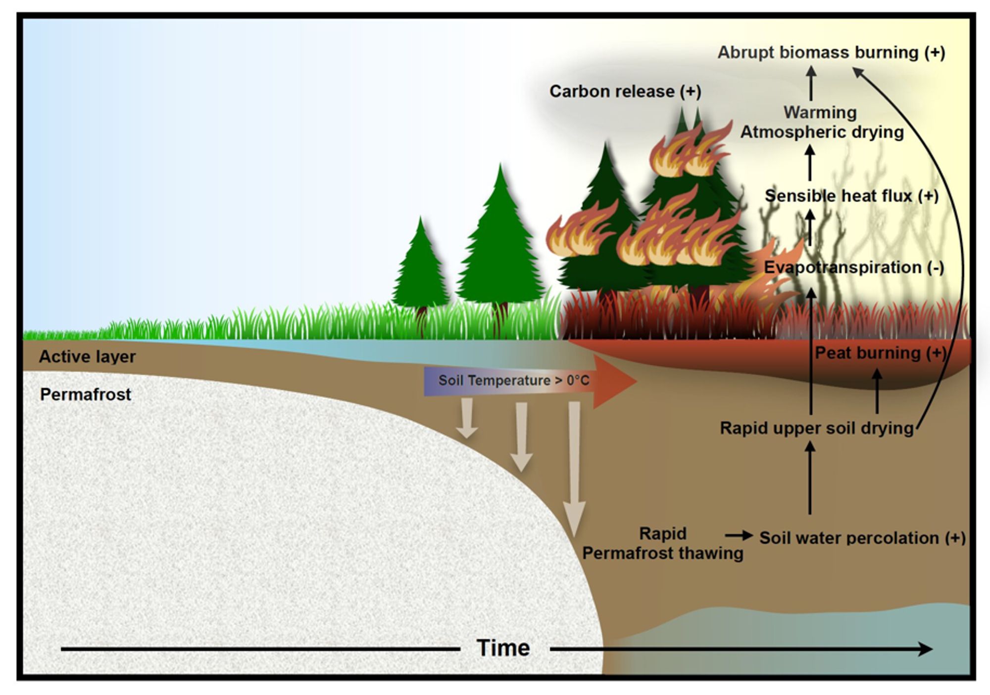 Climate models predict abrupt intensification of northern wildfires due to permafrost thawing