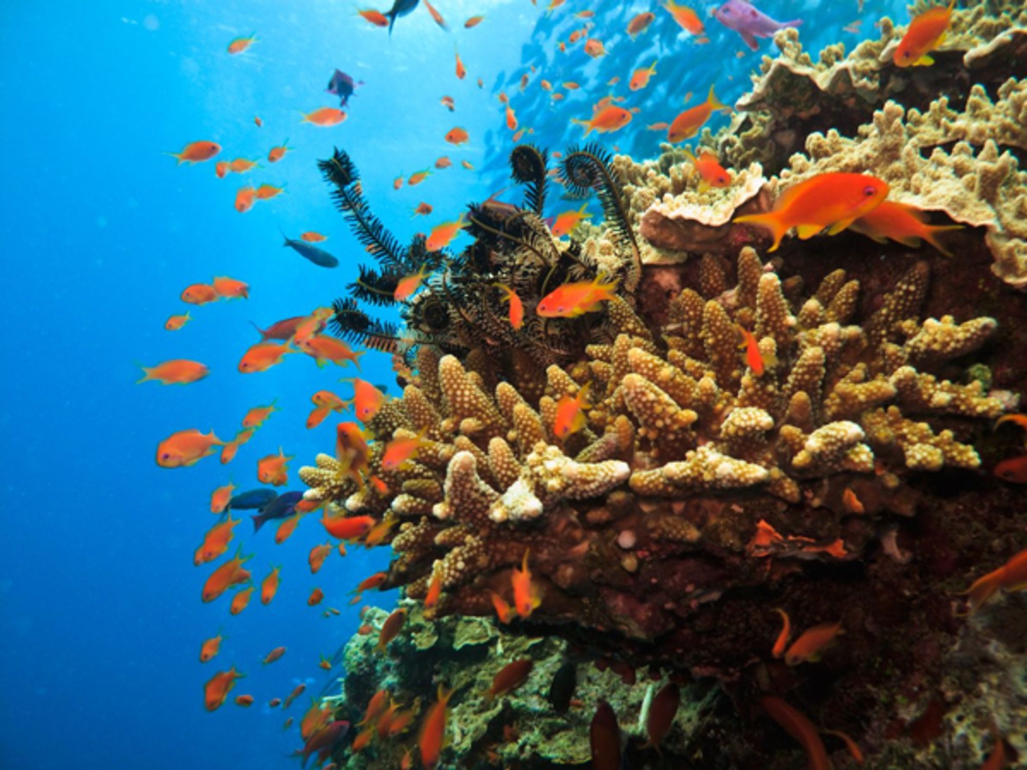 Scientists discover heat-tolerant corals hidden in plain sight. Could it help protect the Great Barrier Reef?