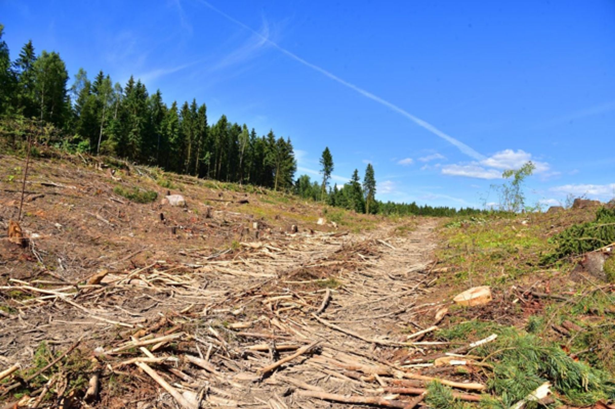 Climate change and deforestation disrupting lives in Homa Bay County - Daily