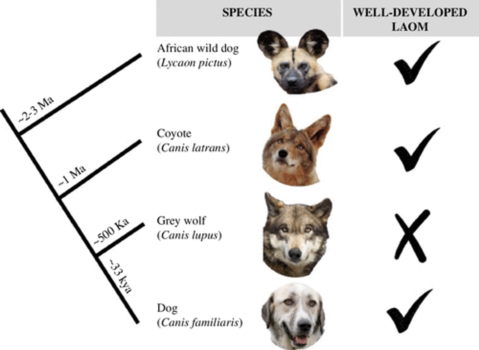 Turns out, Coyotes can make “puppy dog eyes” too