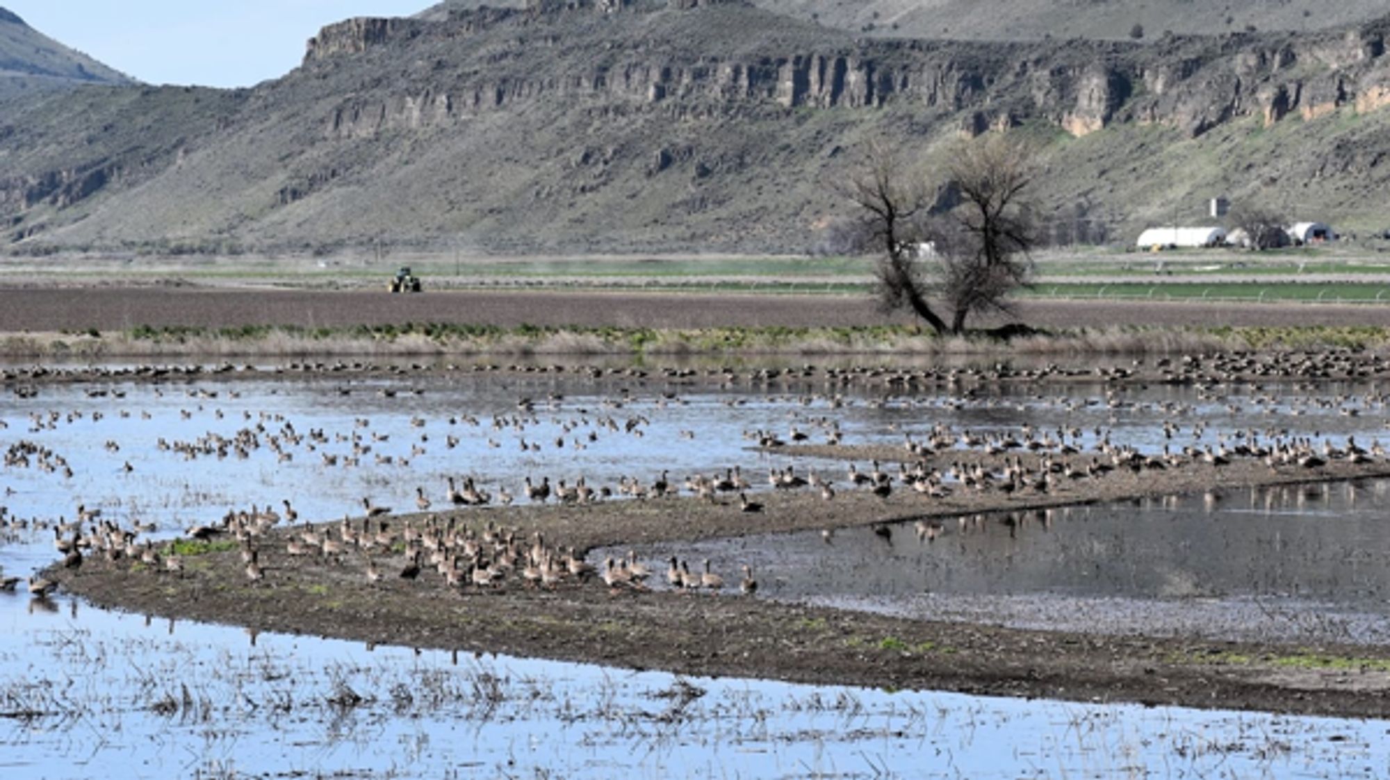 A botulism outbreak in the Klamath Basin has killed about 20,000 migratory birds this summer - OPB