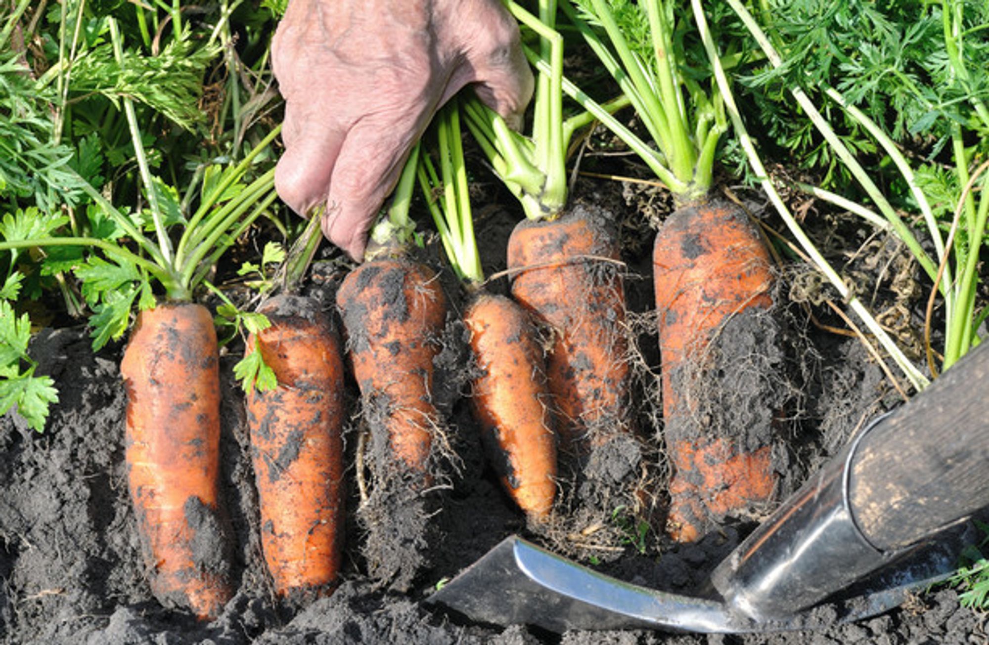 Organic farming: Ireland has one of EU's lowest rates and weakest targets