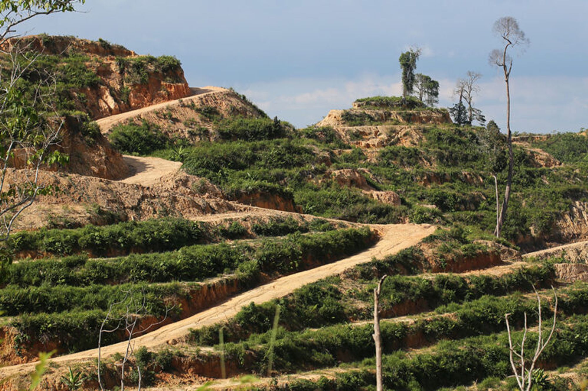 NGOs push EU to label Sarawak as 'high risk' source of timber, palm oil