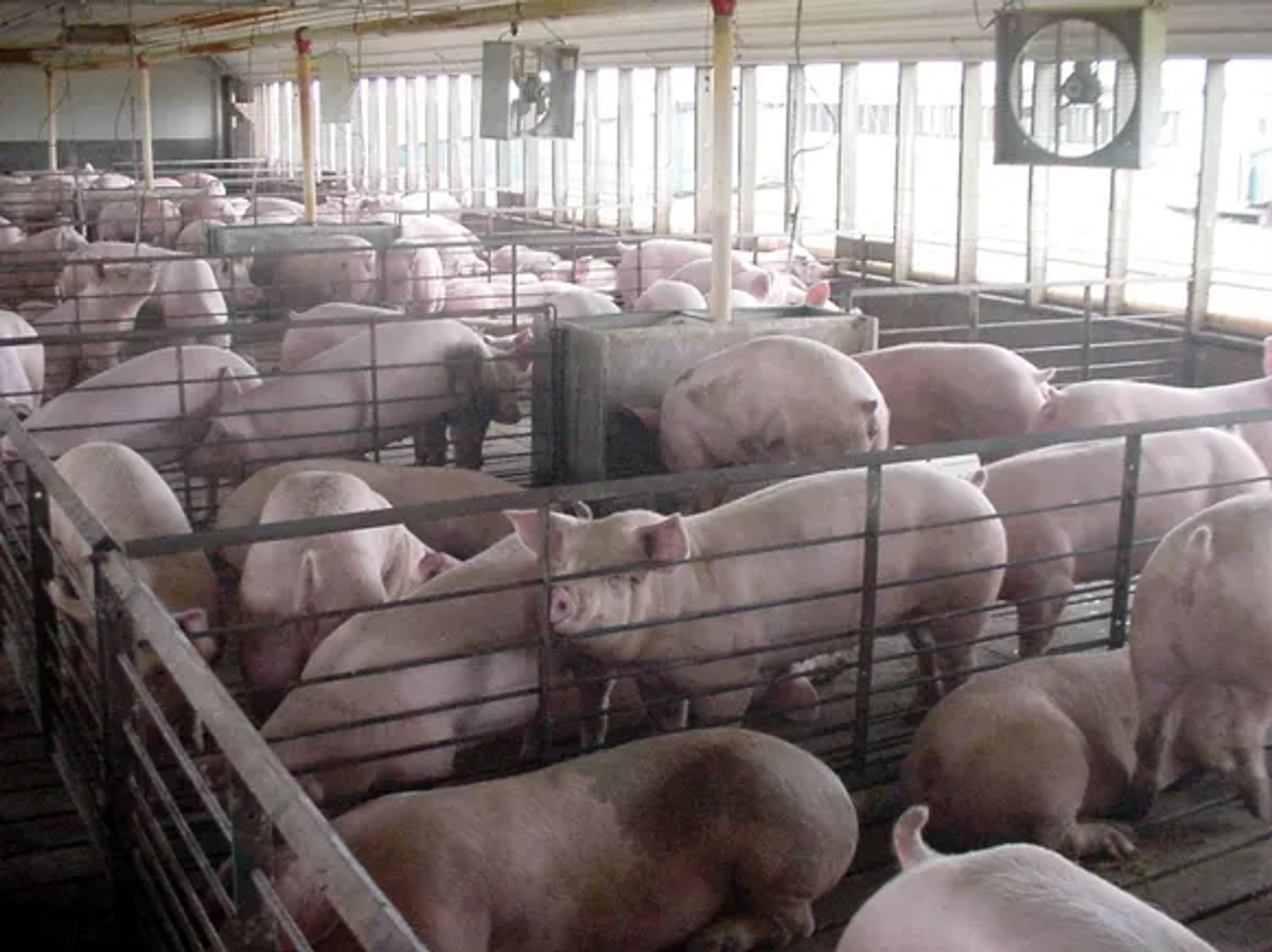 Democrats propose paying livestock producers to transition away from 'factory farming'