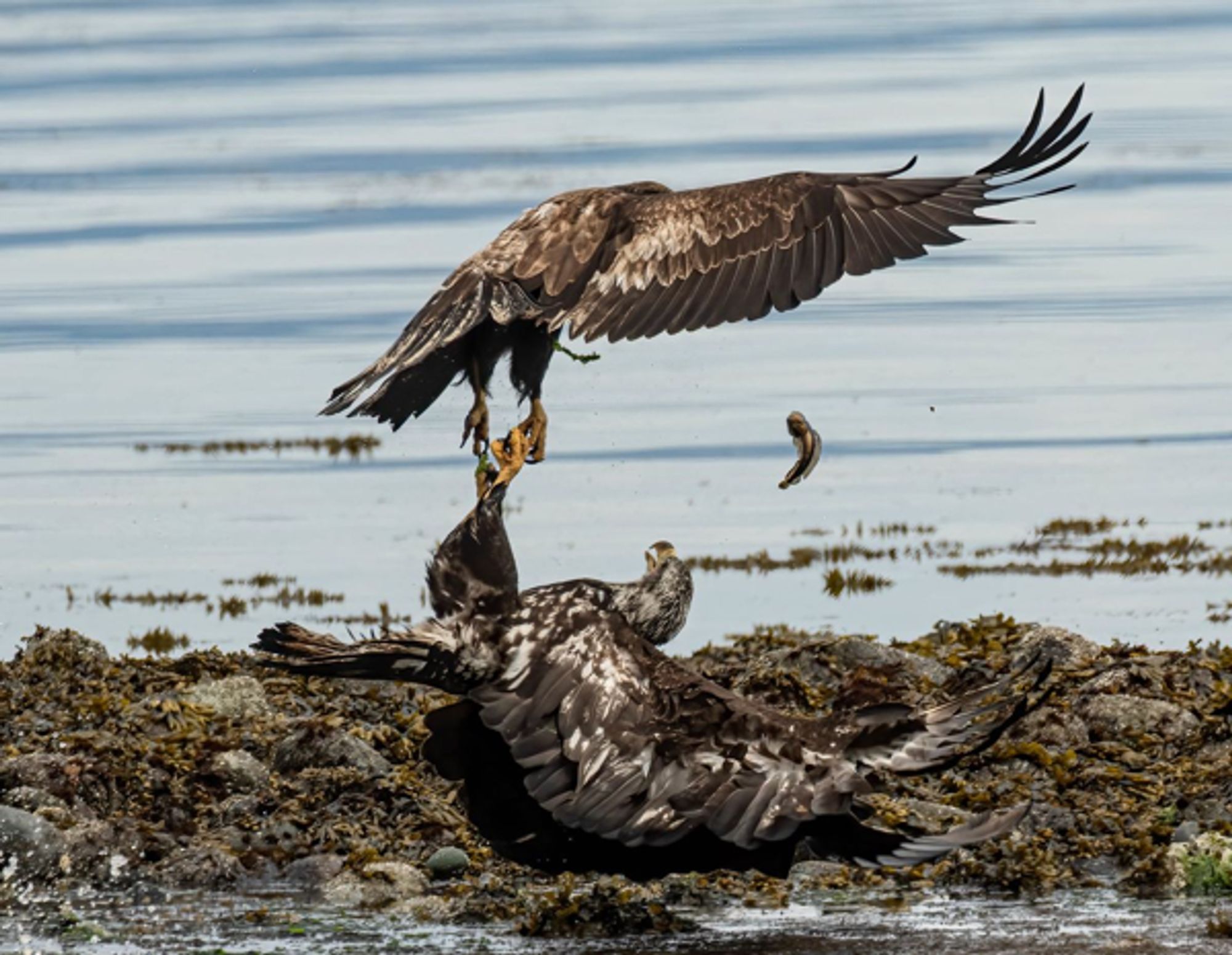 'Pirate Seabirds' Could Become a Pathway for Deadly Avian Flu to Spread to Australia, Study Finds