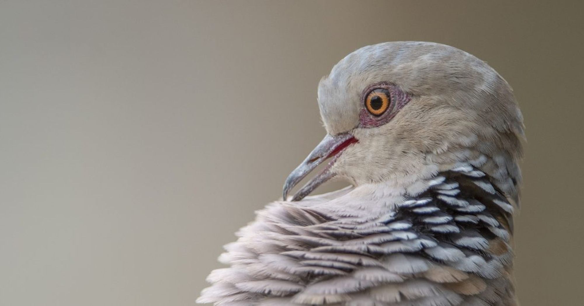 Migratory bird of the month: Turtle-dove