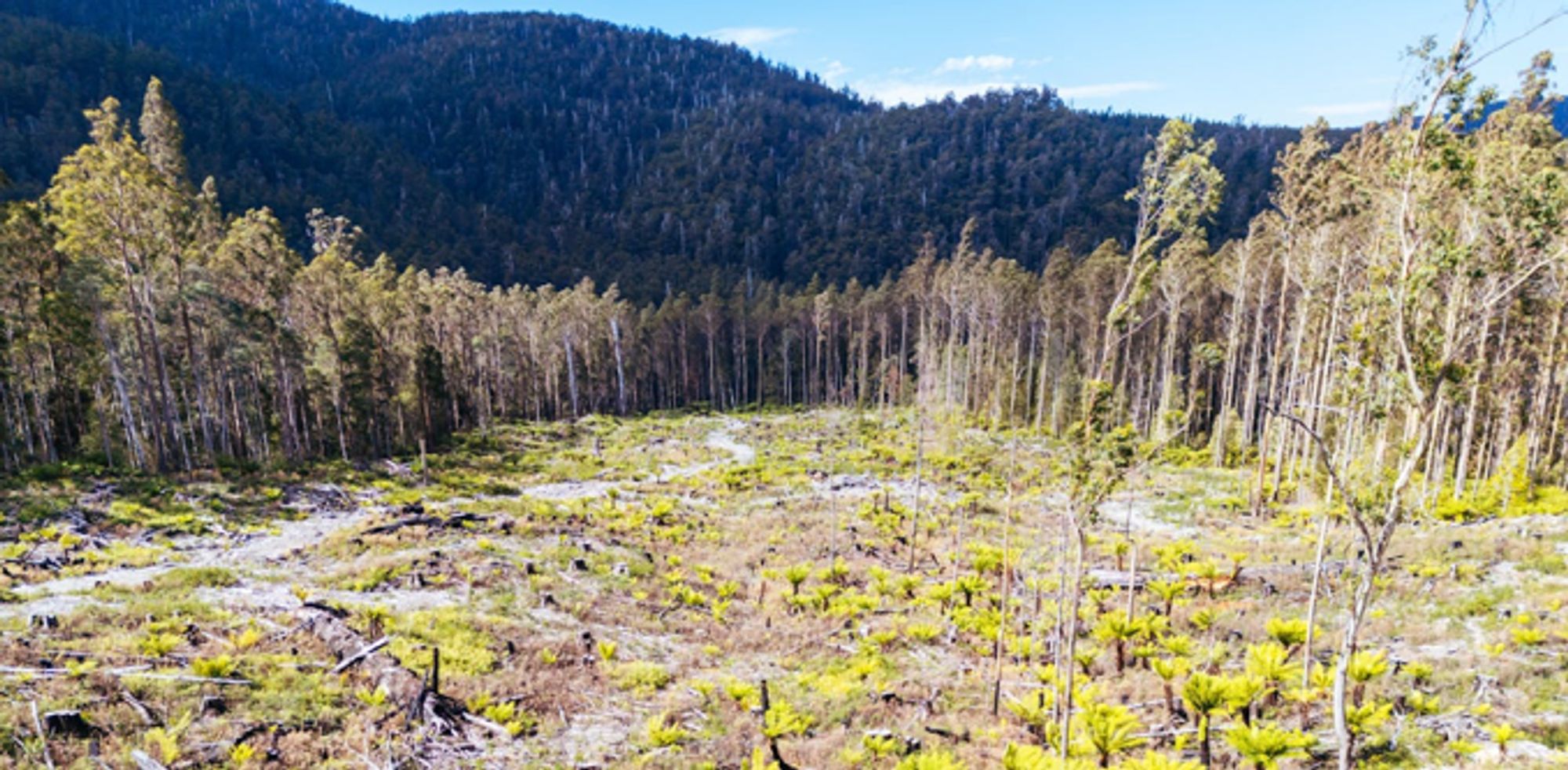 Ending native forest logging would help Australia's climate goals much more than planting trees