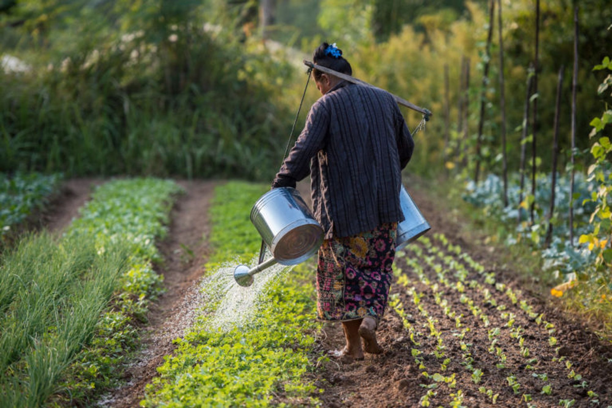 Global 'Slow Food' movement embraces and advances agroecology (commentary)